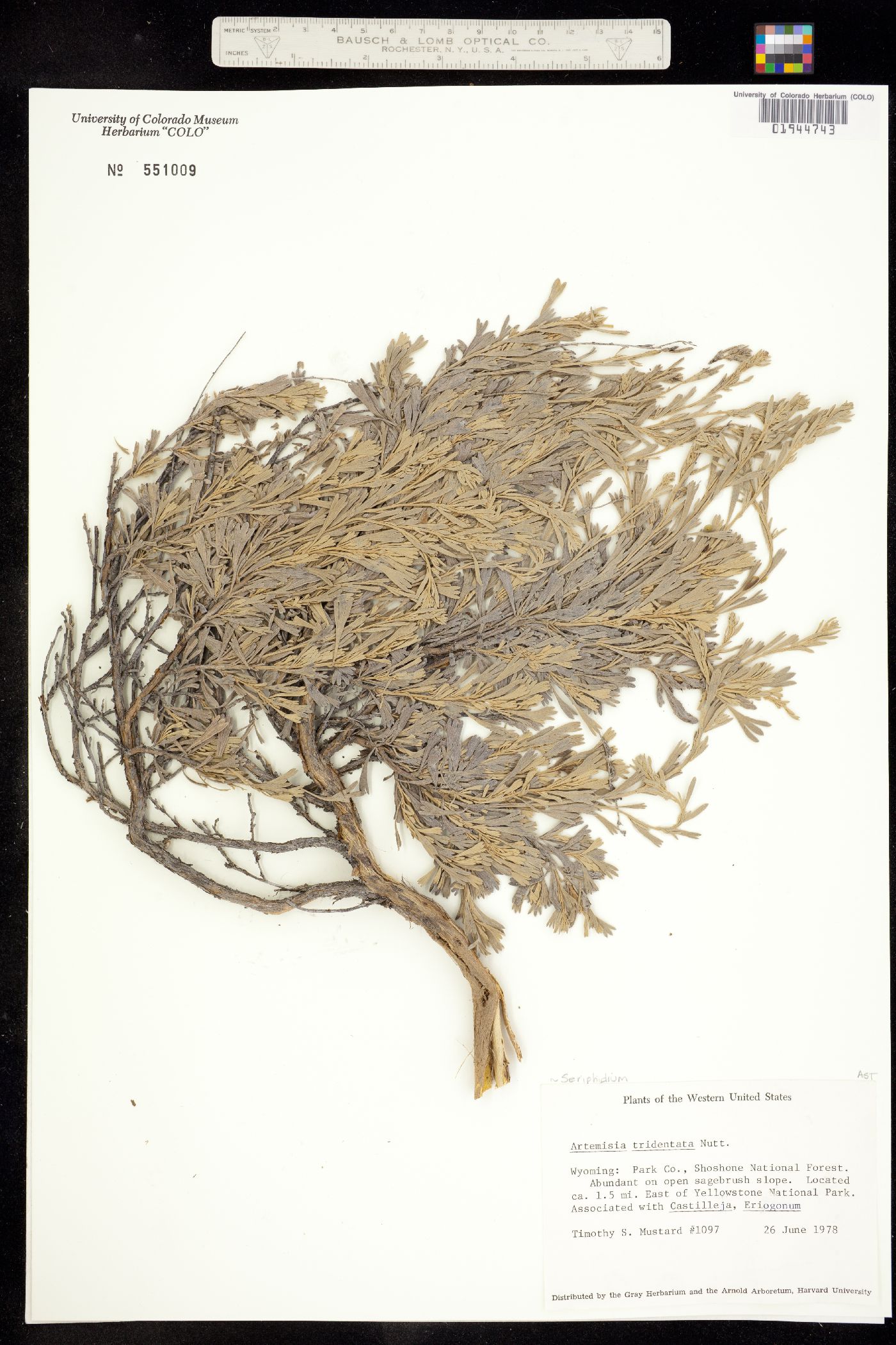 Seriphidium tridentatum image