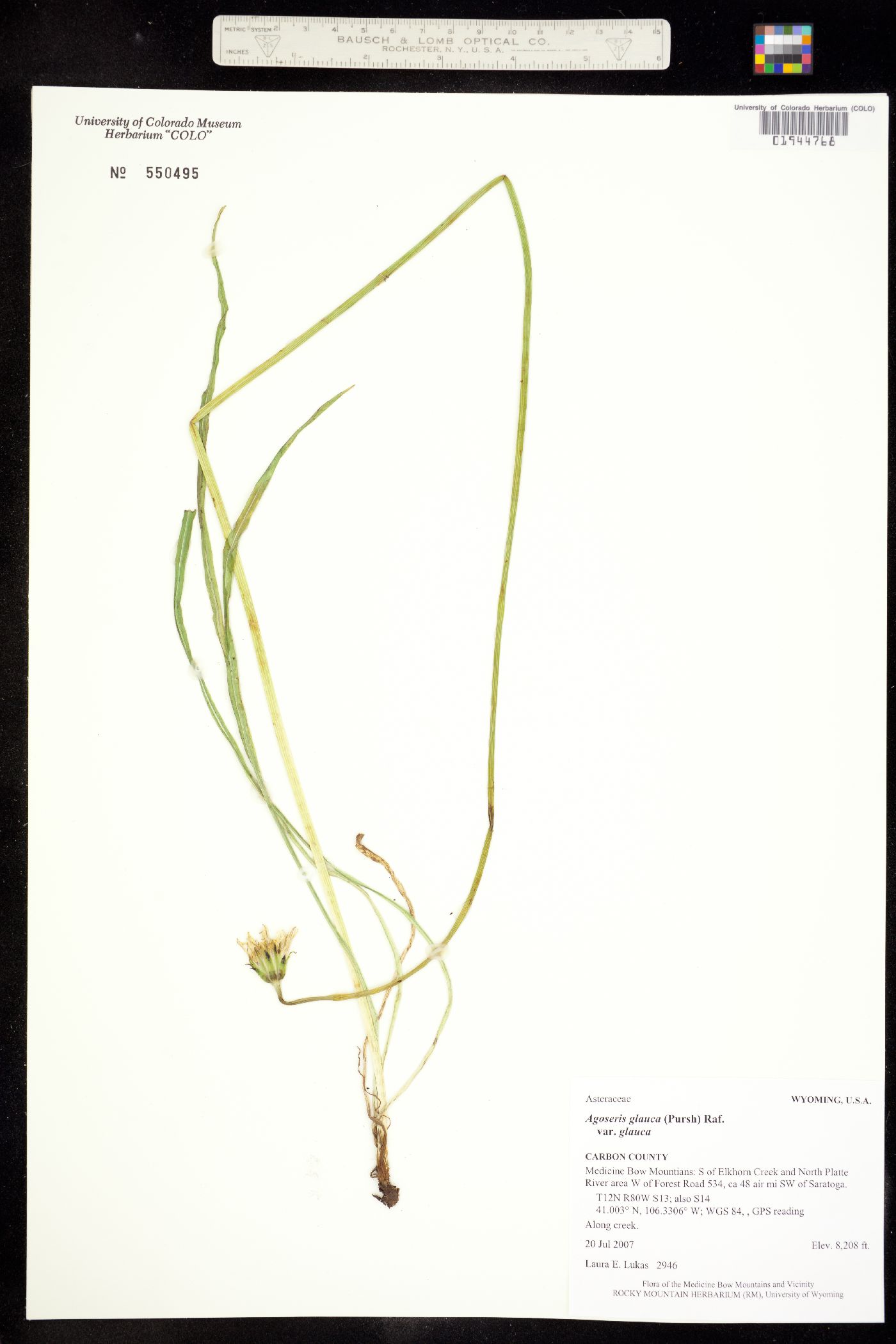 Agoseris glauca var. glauca image