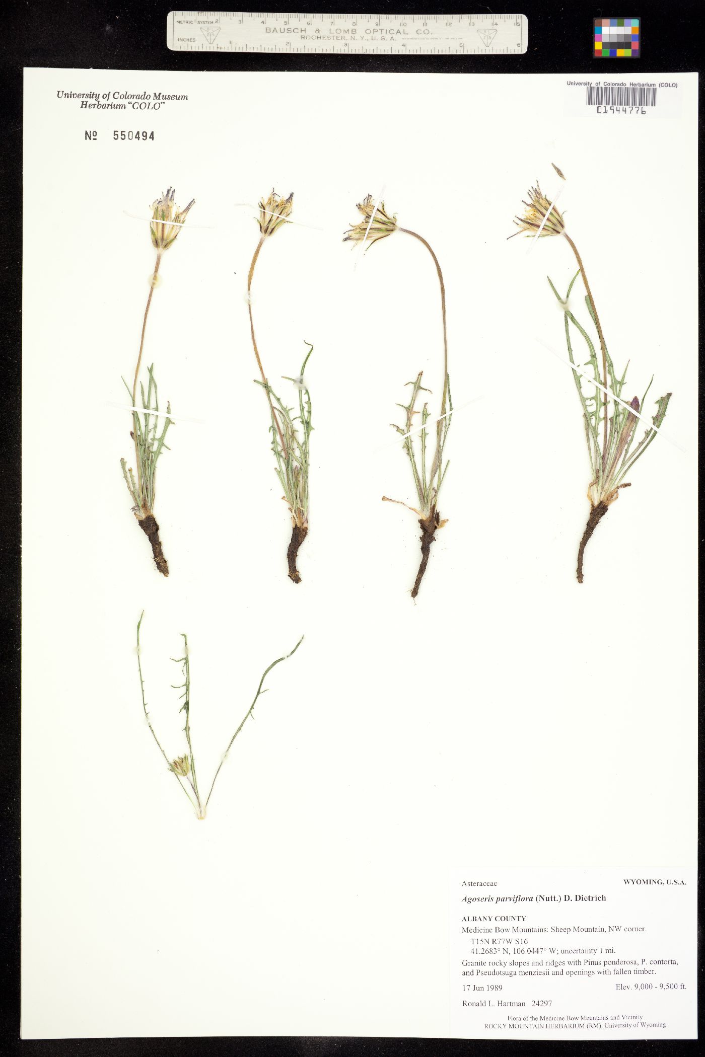 Agoseris parviflora image