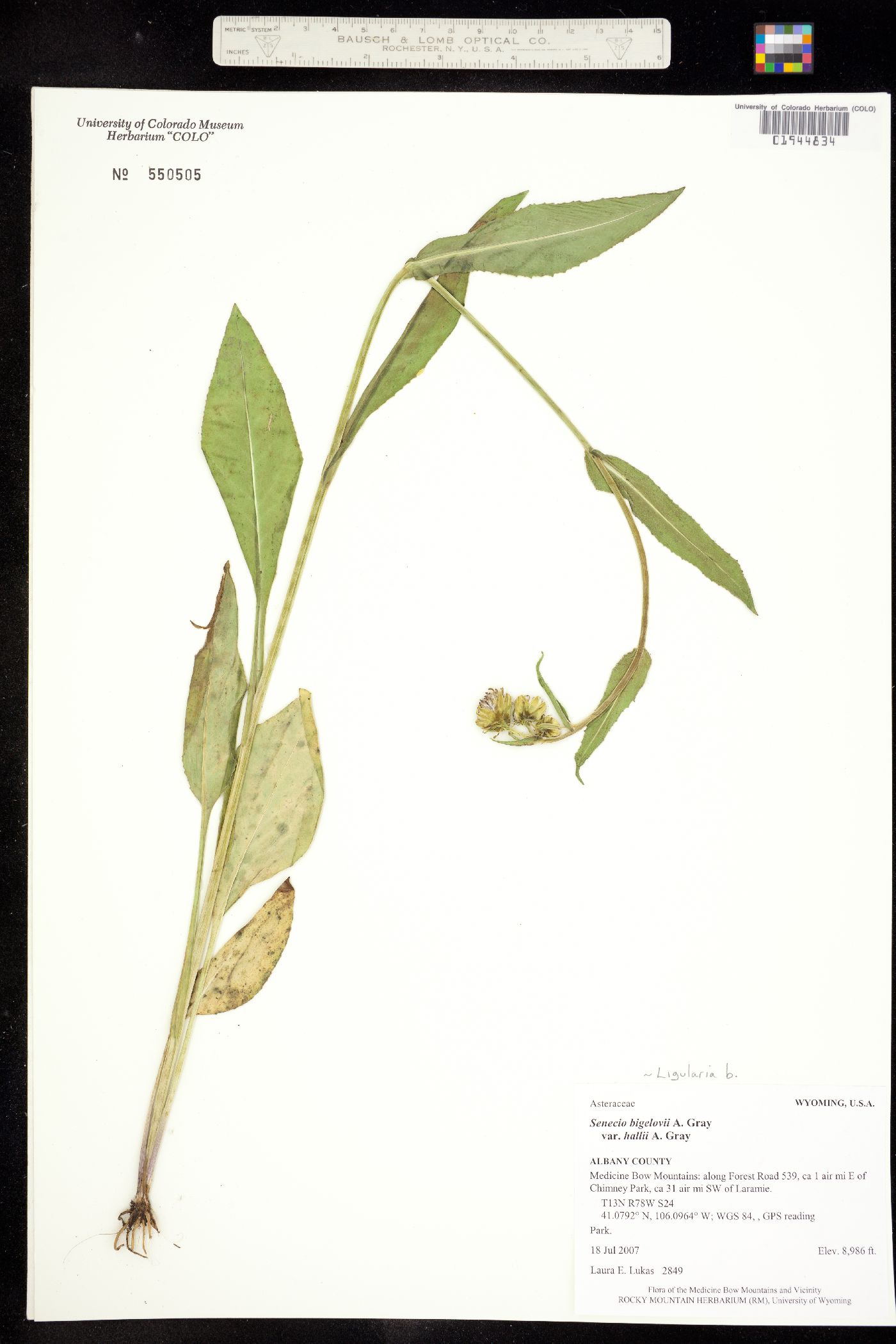 Ligularia bigelovii image