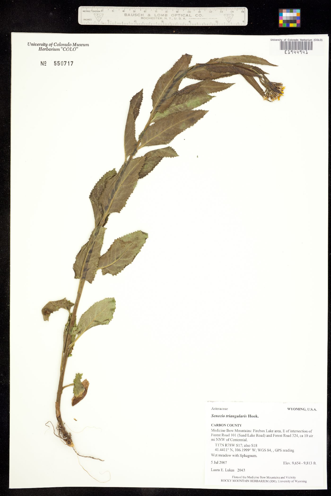 Senecio triangularis image