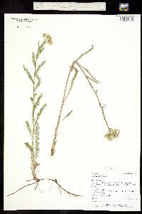 Achillea millefolium image