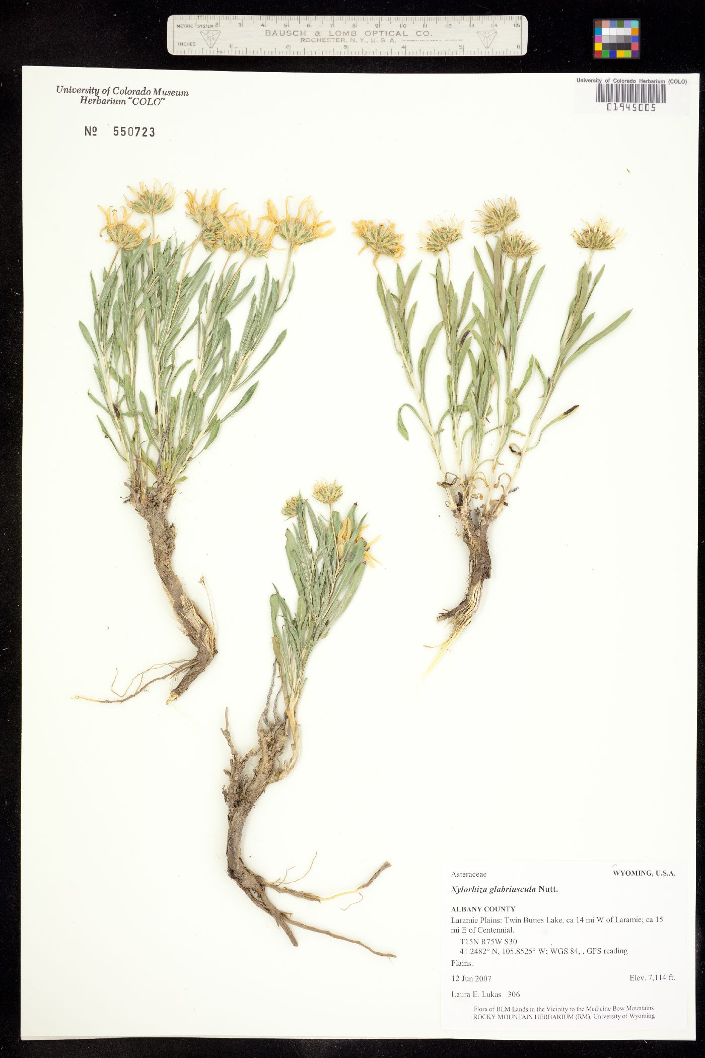Xylorhiza glabriuscula image