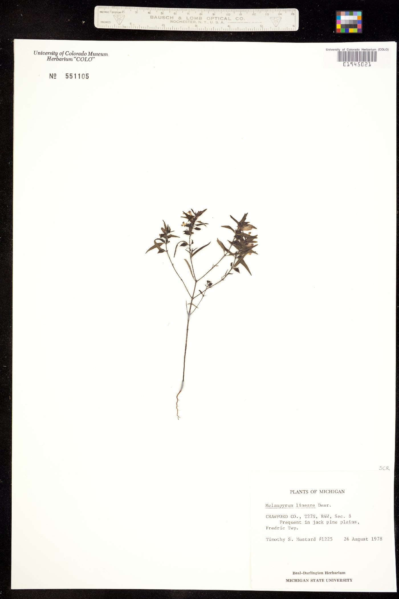 Linaria vulgaris image