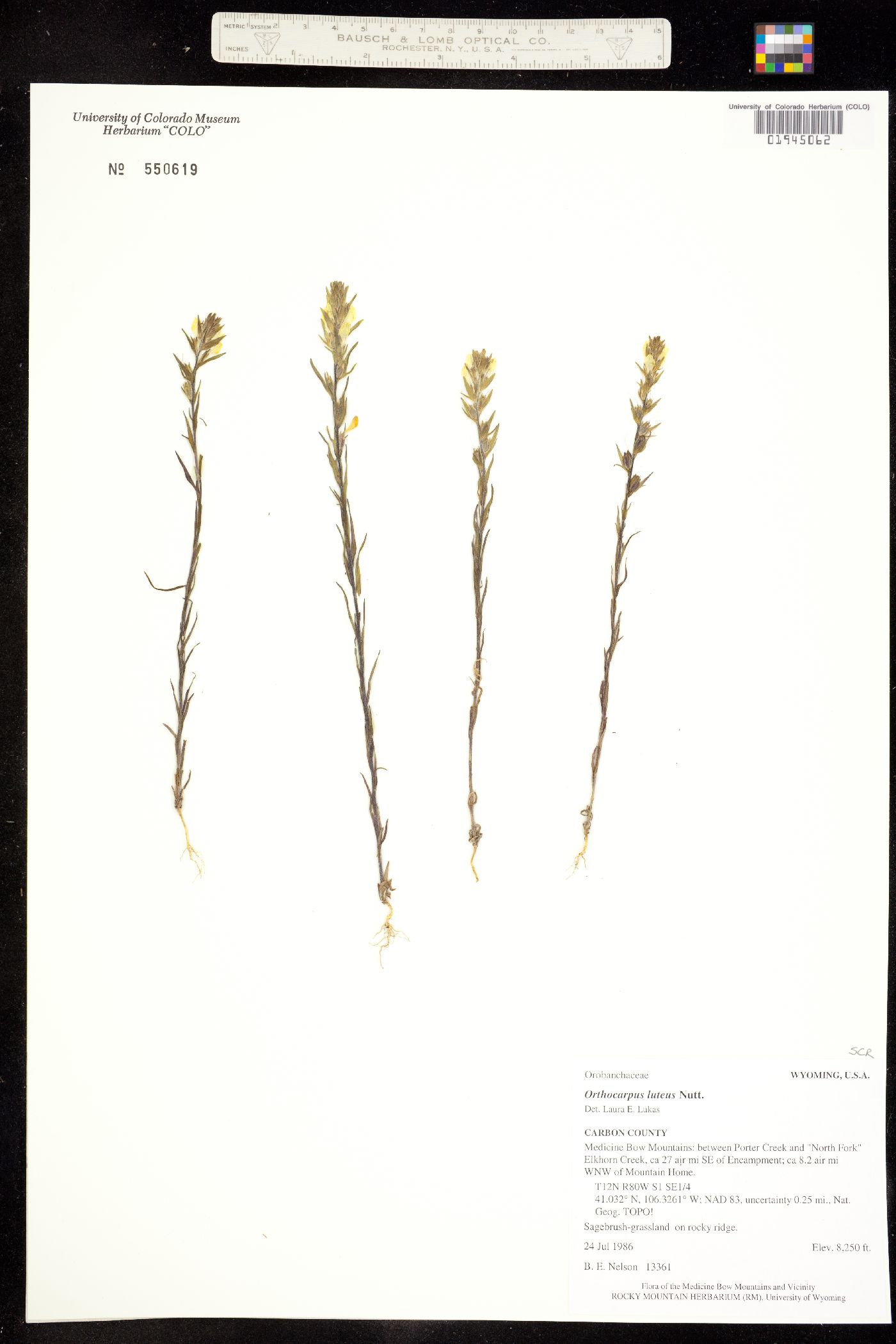 Orthocarpus luteus image
