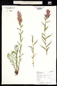 Castilleja rhexiifolia image