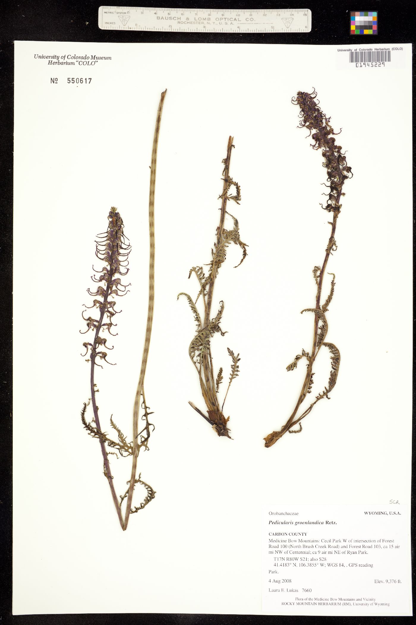 Pedicularis groenlandica image