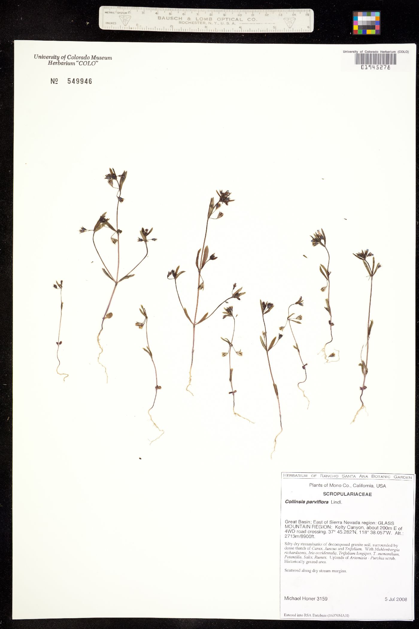 Collinsia parviflora image