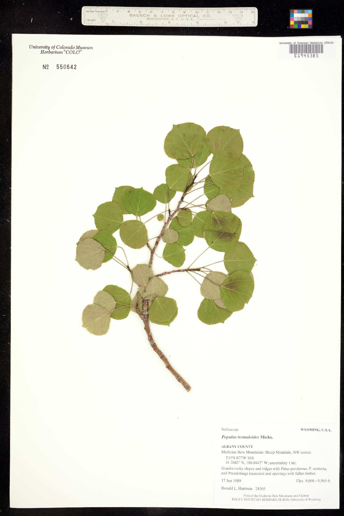 Populus tremuloides image