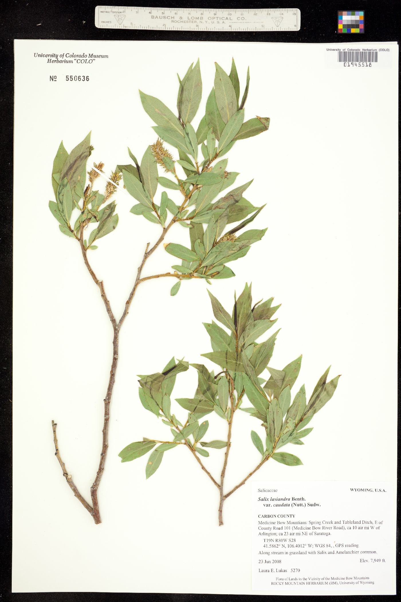 Salix lasiandra var. caudata image