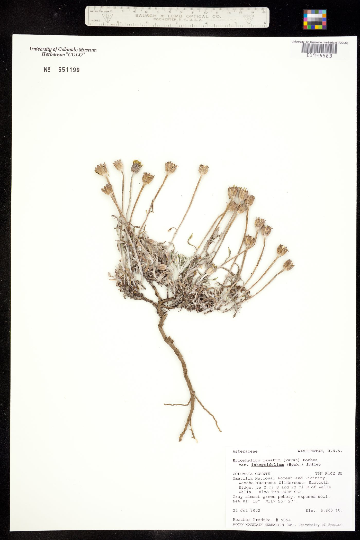 Eriophyllum lanatum image