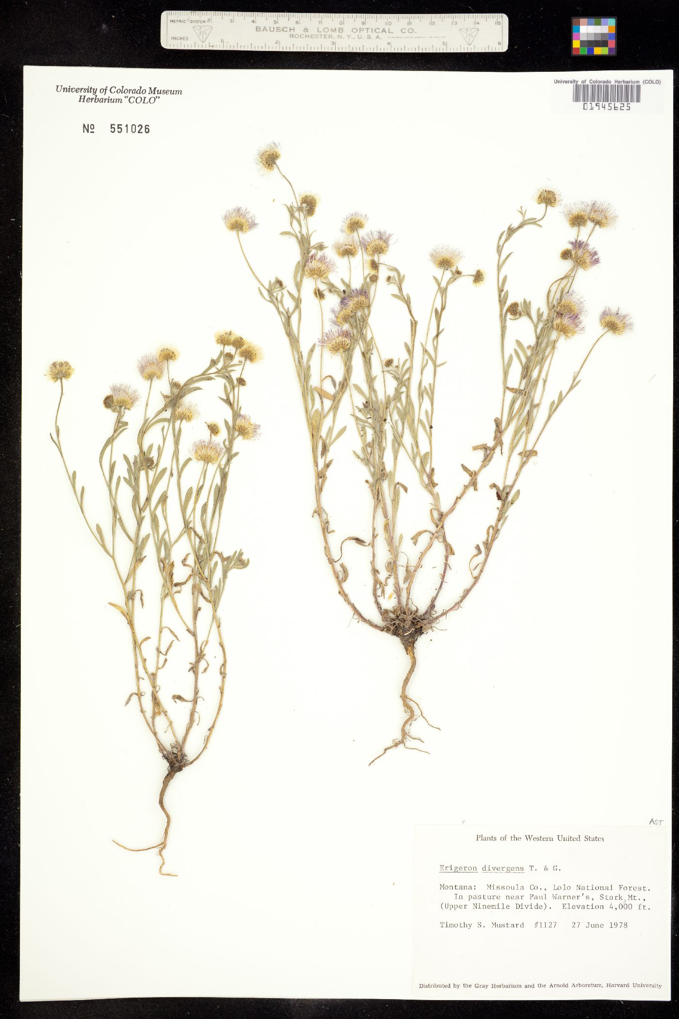 Erigeron divergens image