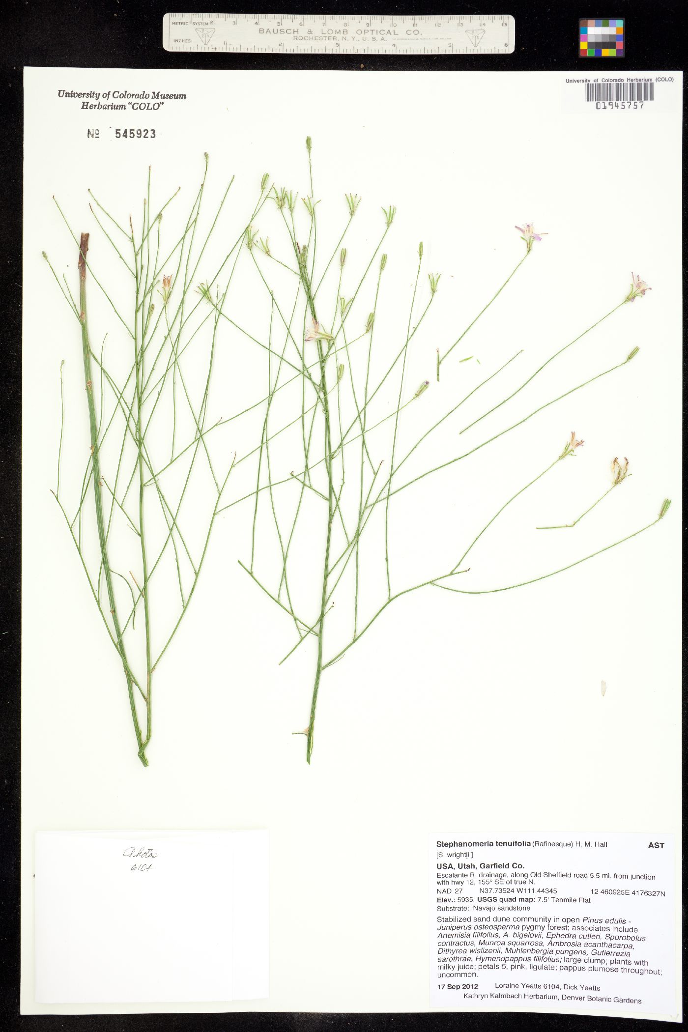 Stephanomeria tenuifolia image