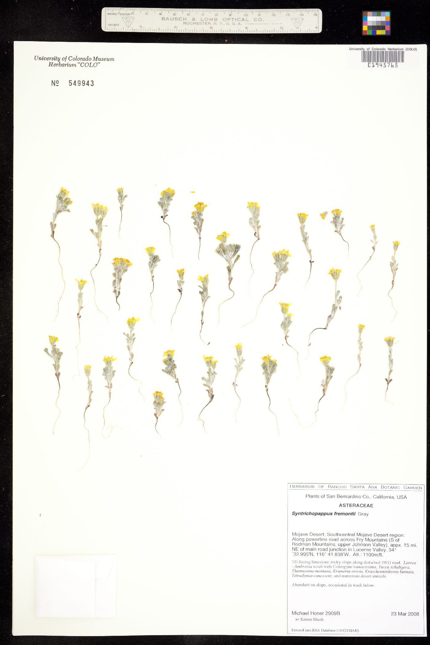 Syntrichopappus fremontii image