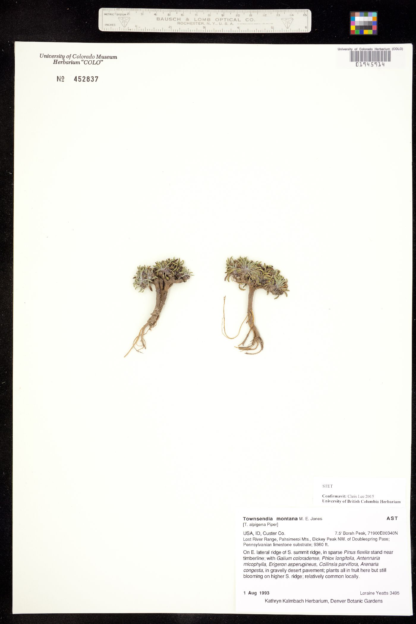 Townsendia montana image