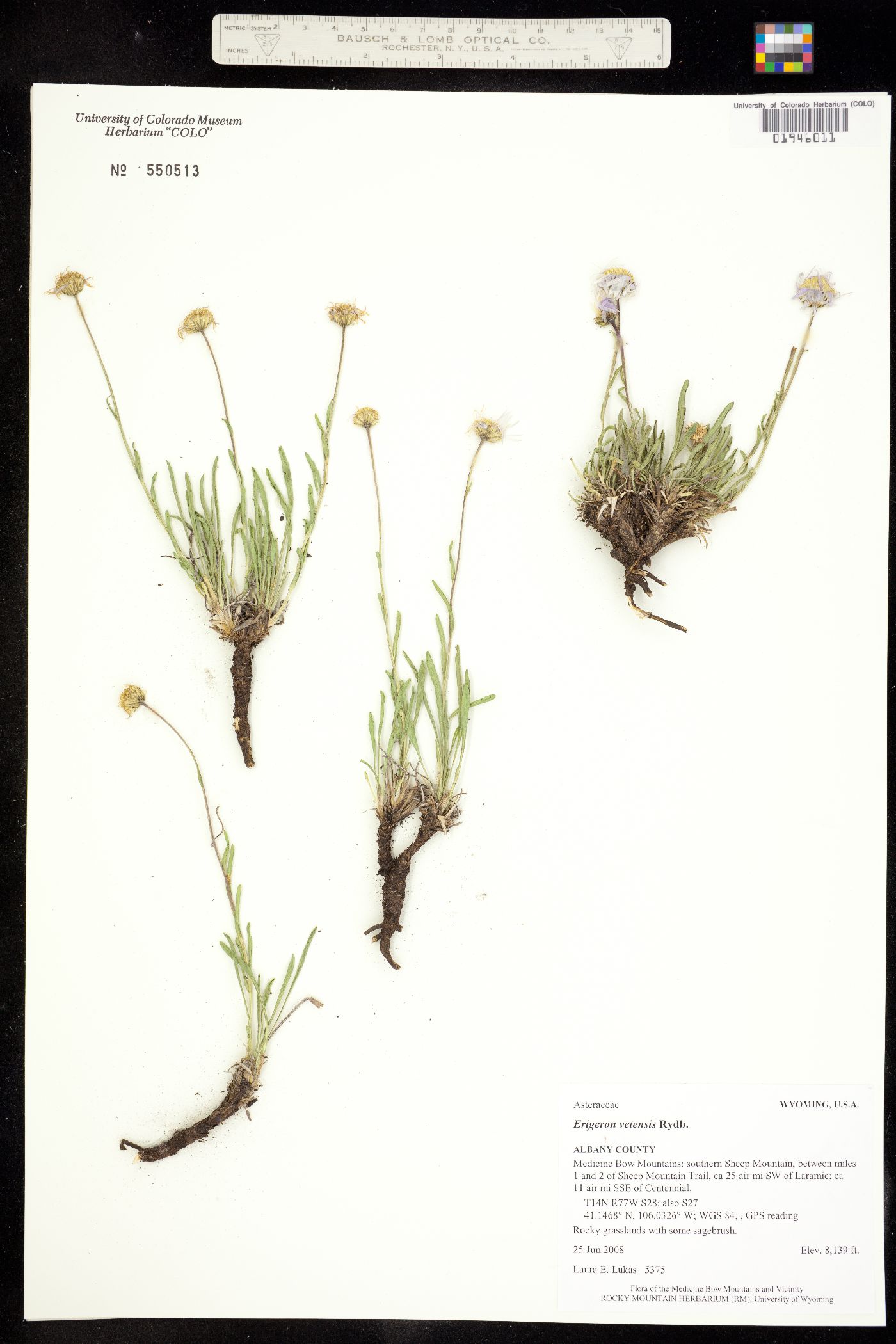 Erigeron vetensis image