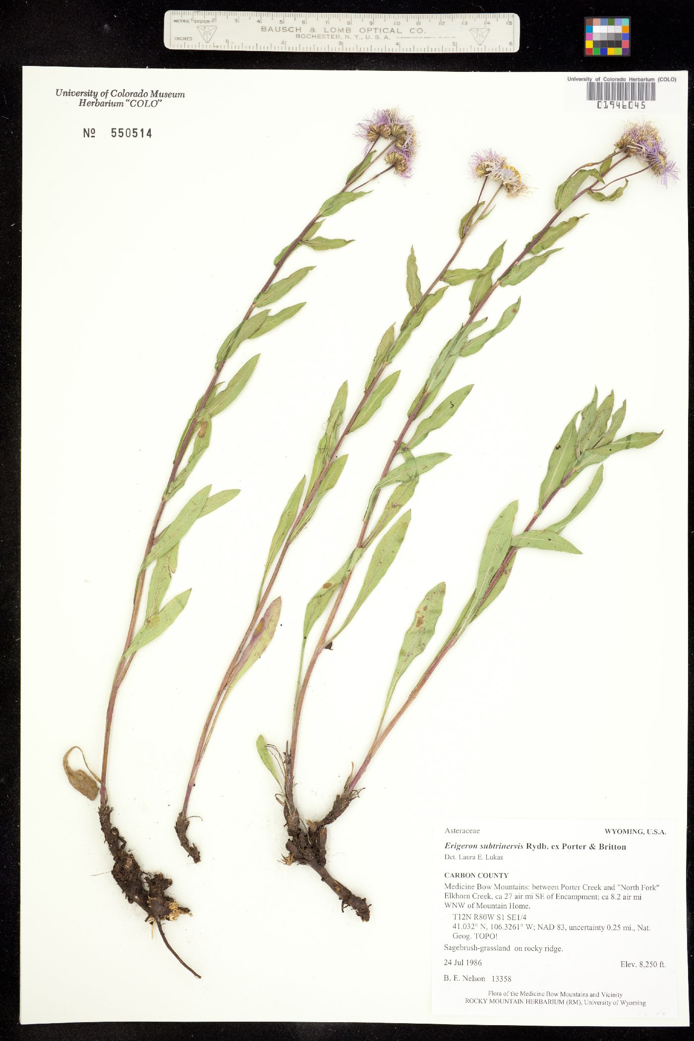 Erigeron subtrinervis image