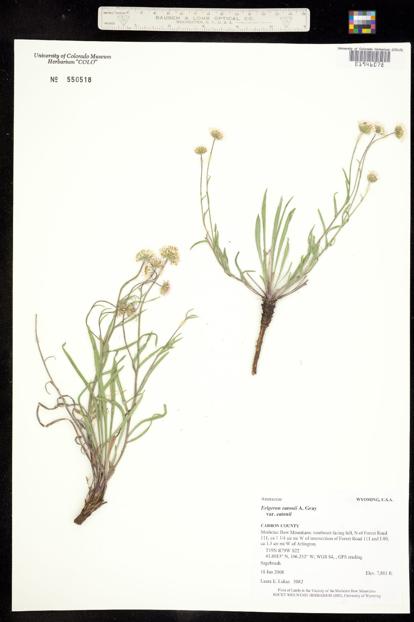 Erigeron eatonii var. eatonii image