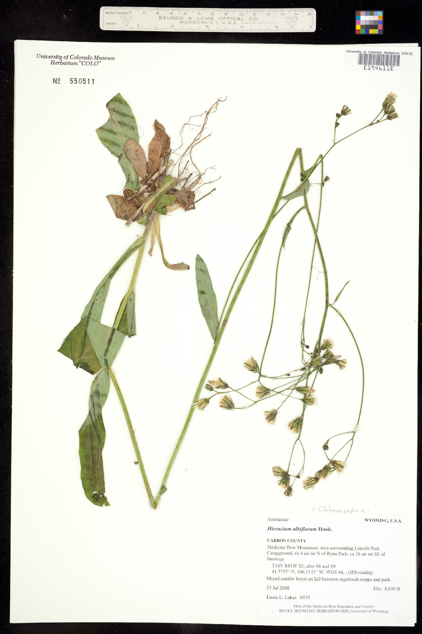 Hieracium albiflorum image