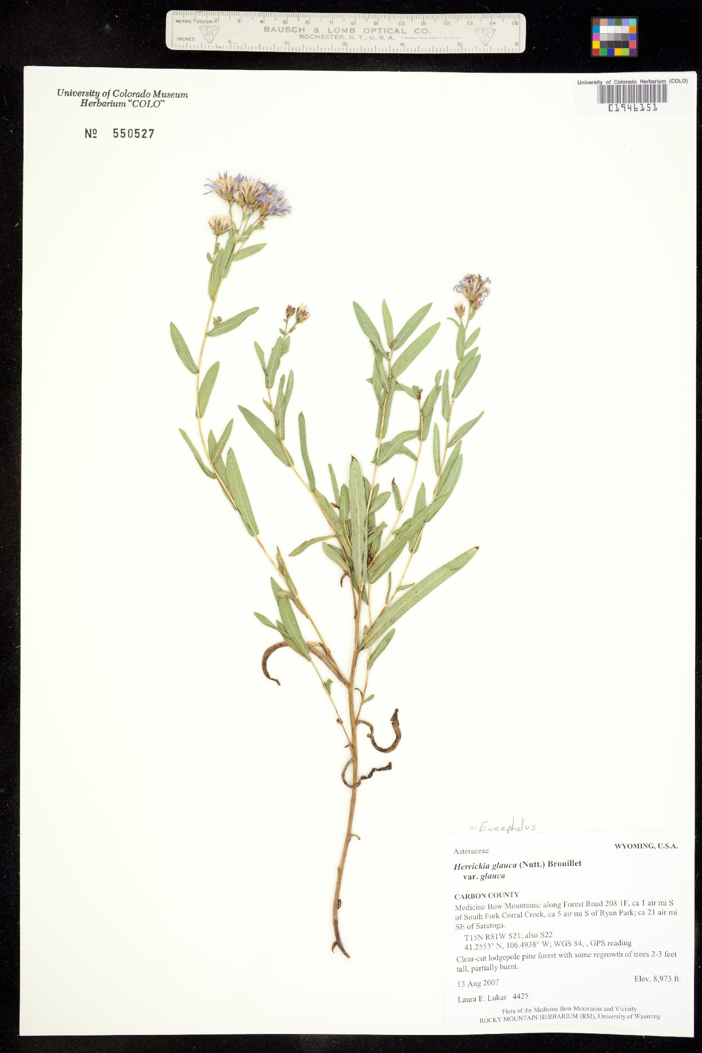 Herrickia glauca image