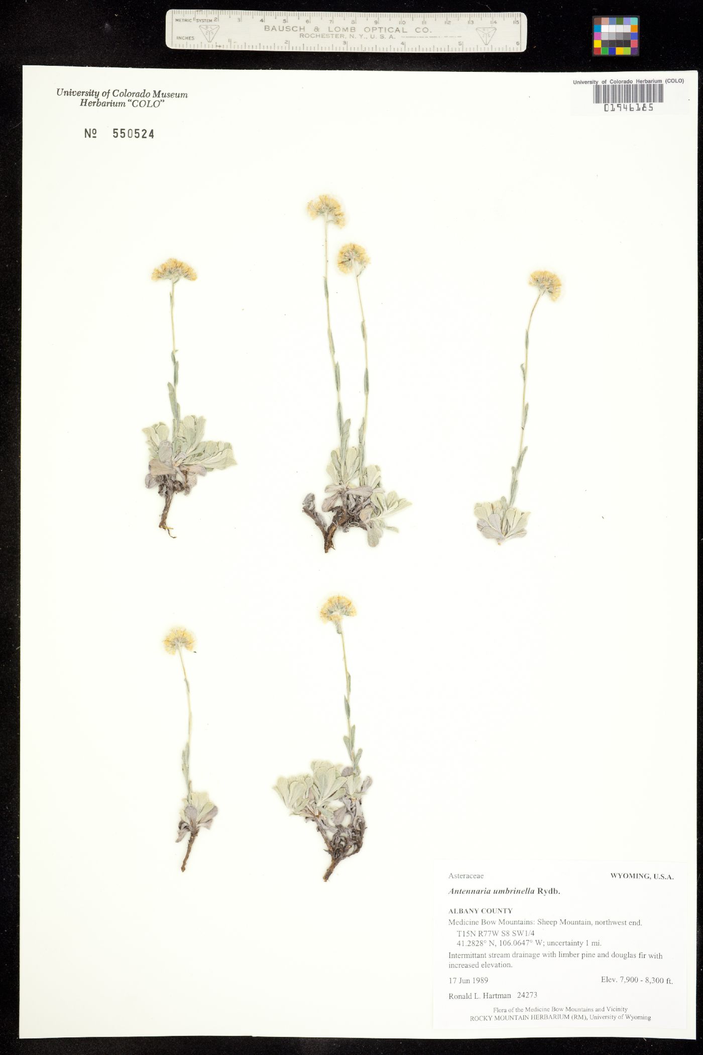 Antennaria umbrinella image