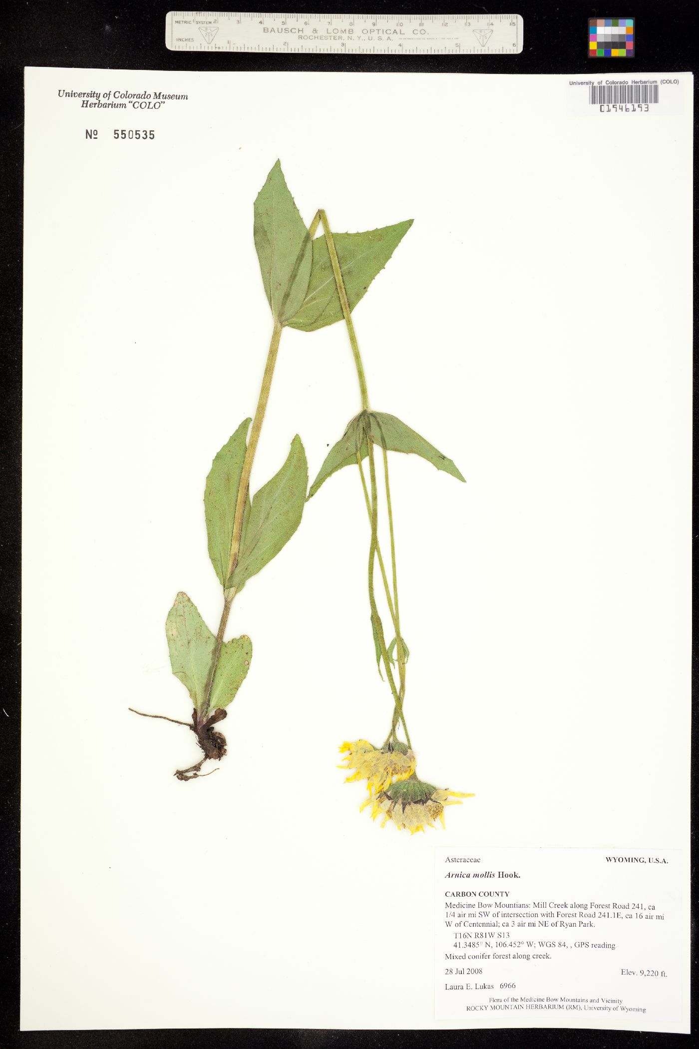 Arnica mollis image