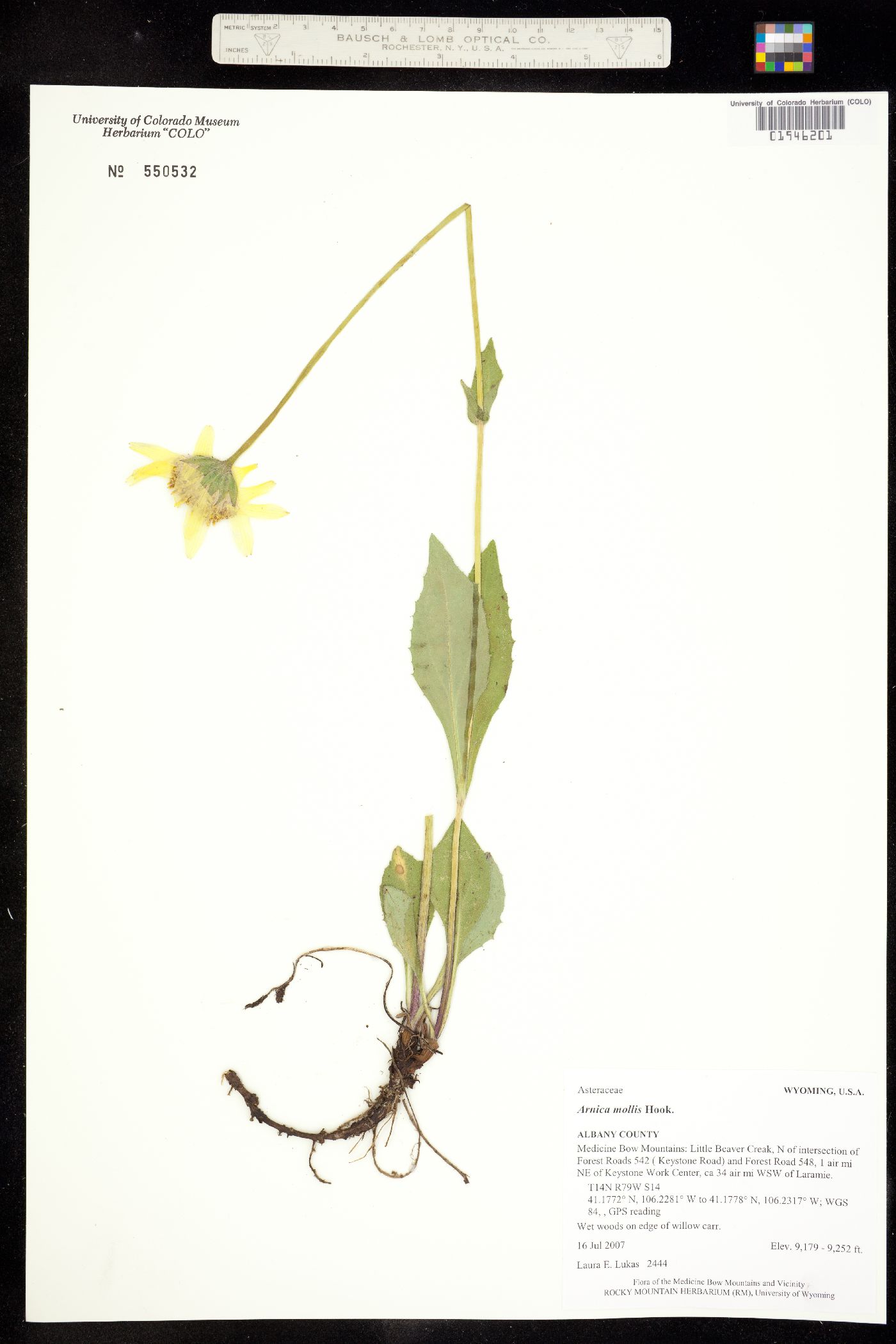 Arnica mollis image