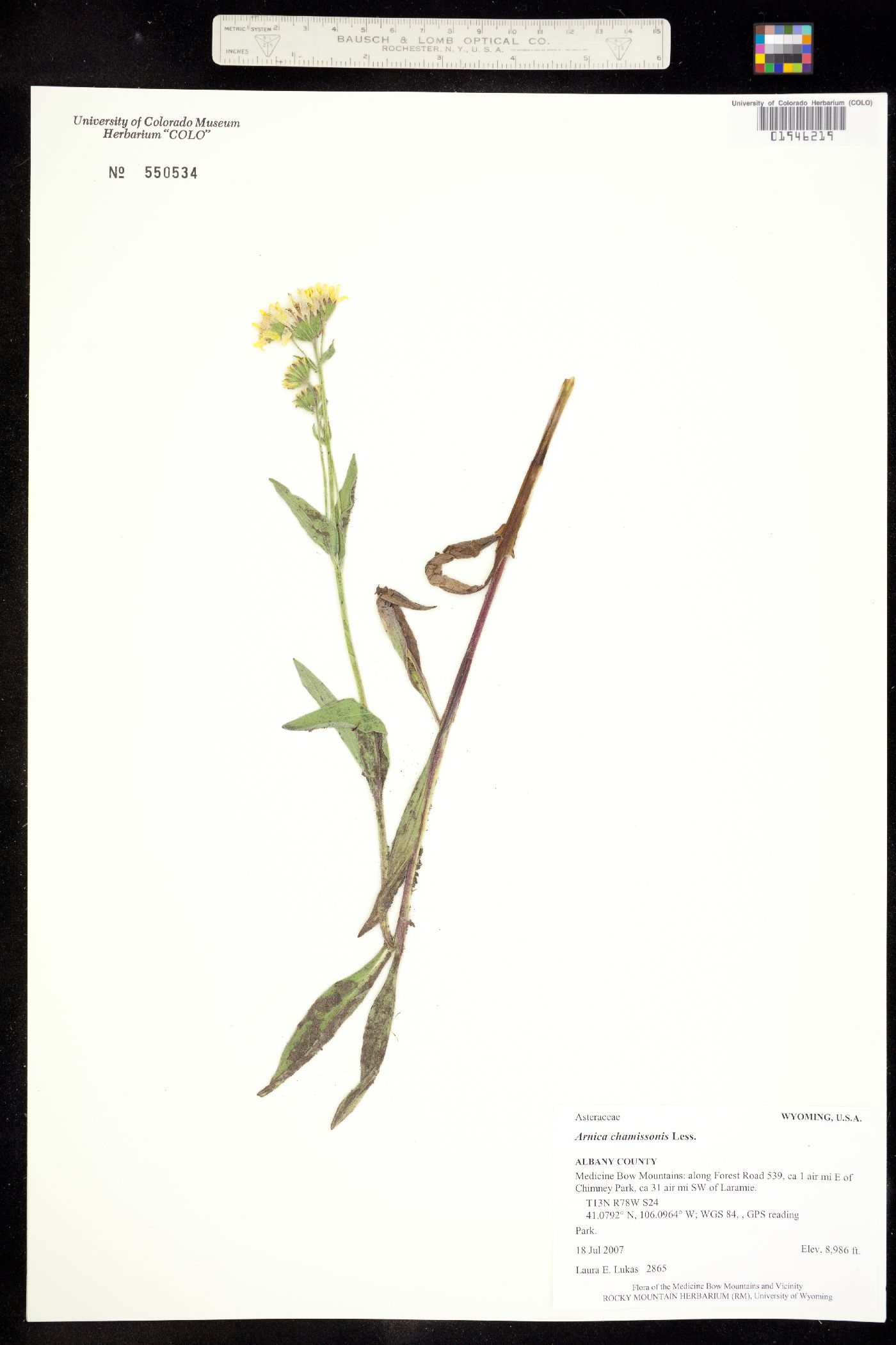 Arnica chamissonis image
