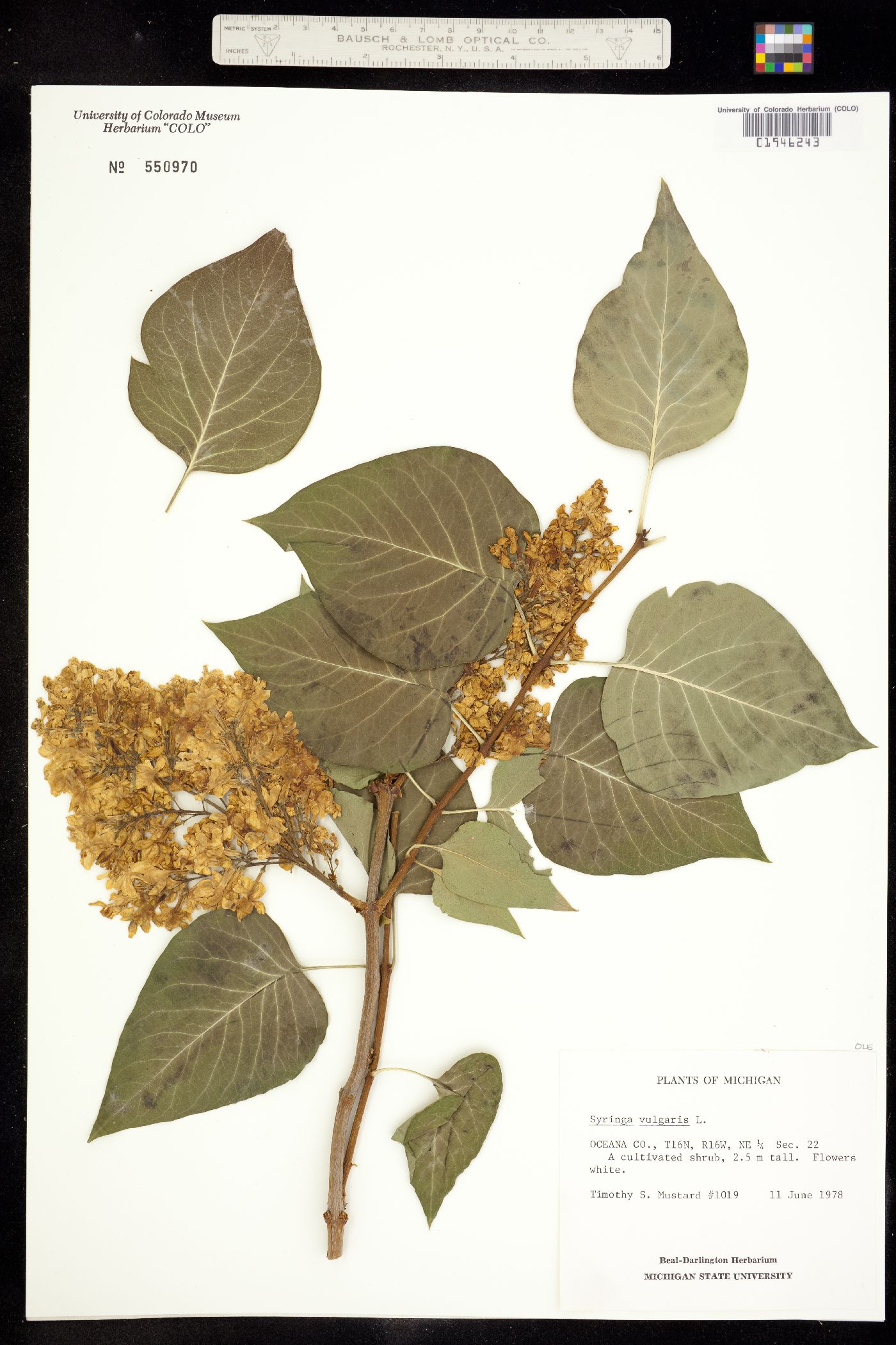 Syringa vulgaris image