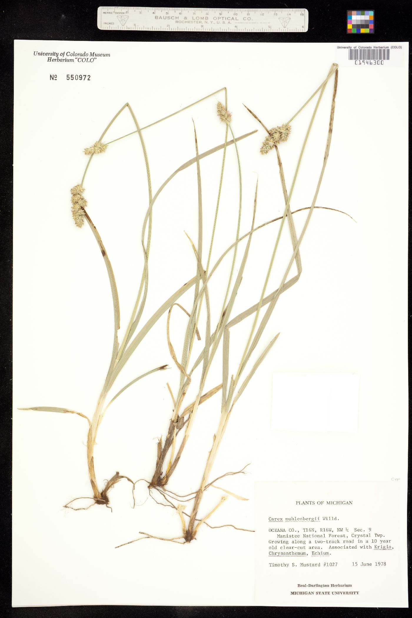 Carex muehlenbergii image