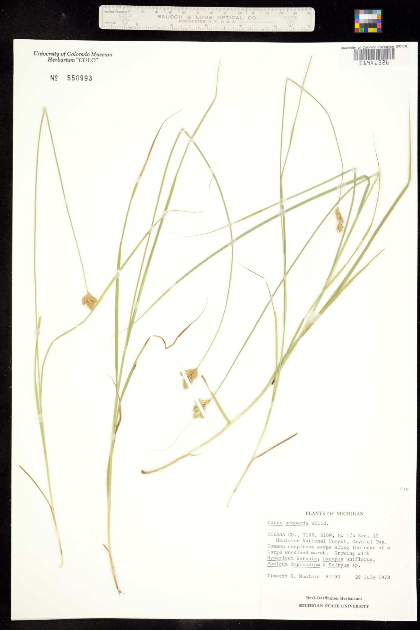 Carex scoparia image