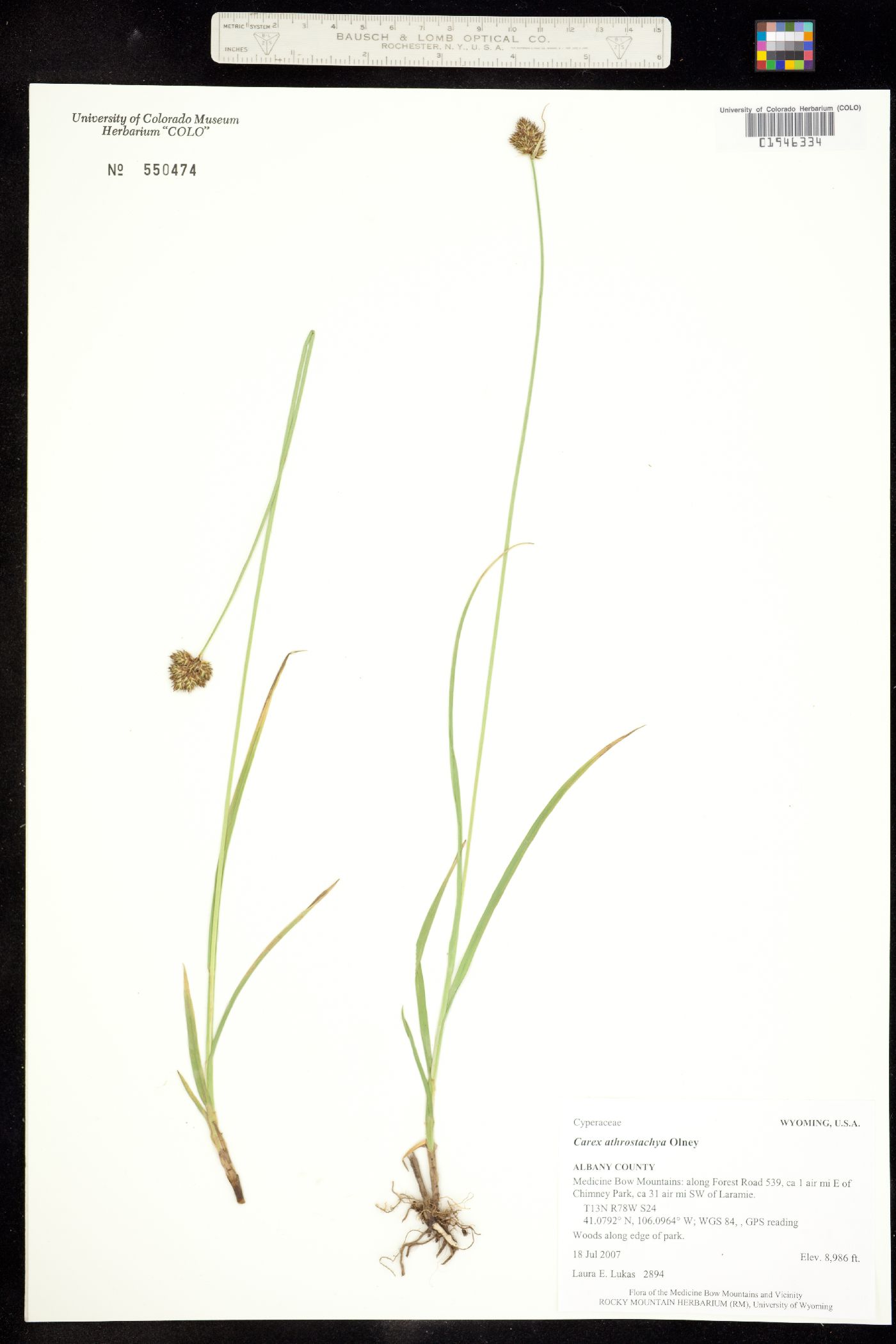 Carex athrostachya image