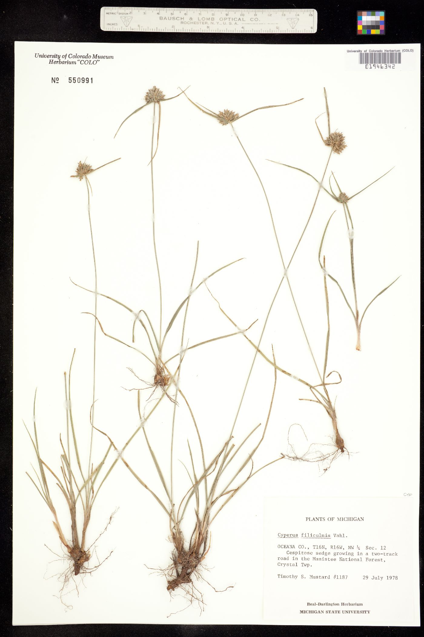 Cyperus filiculmis image