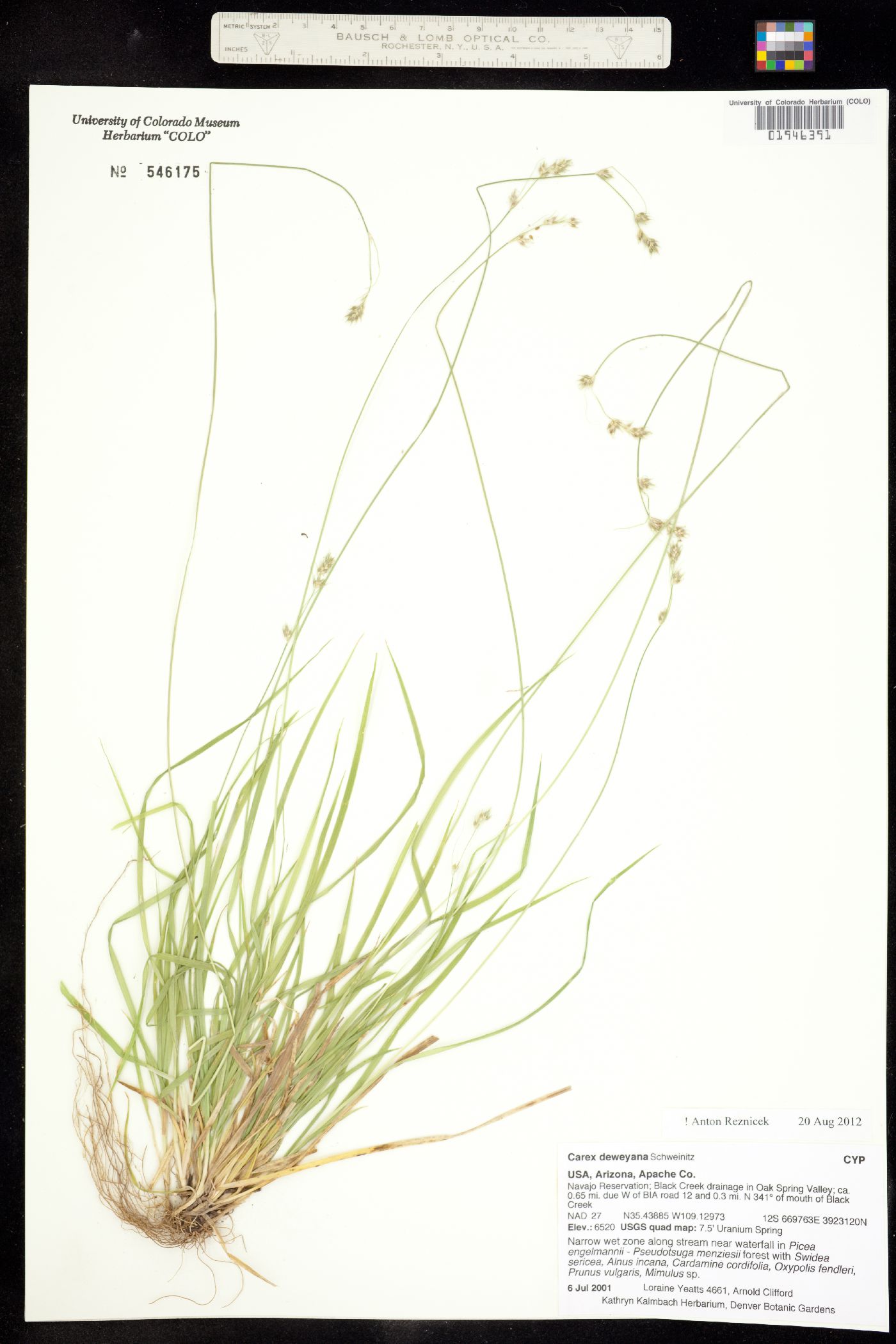 Carex deweyana image