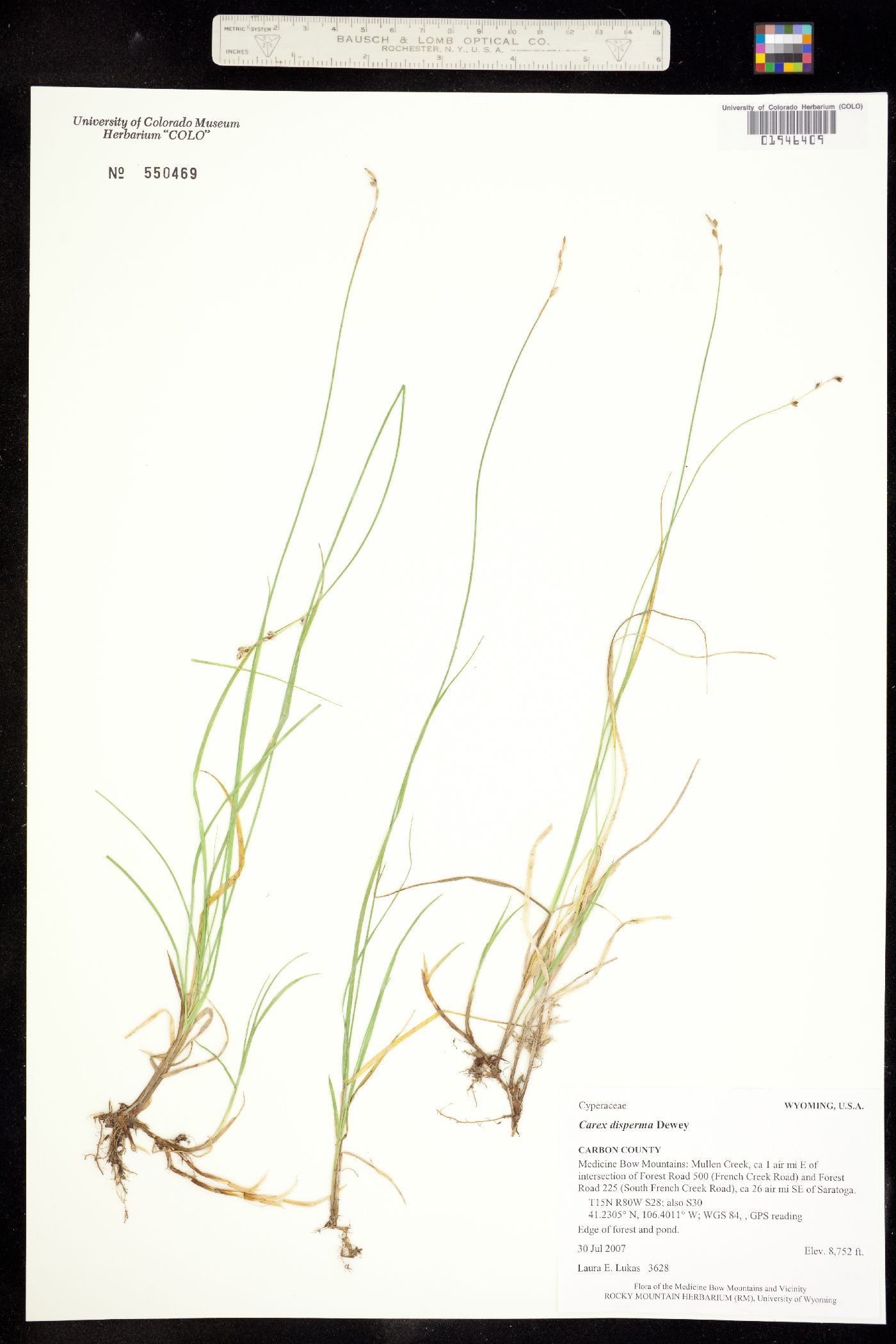 Carex disperma image