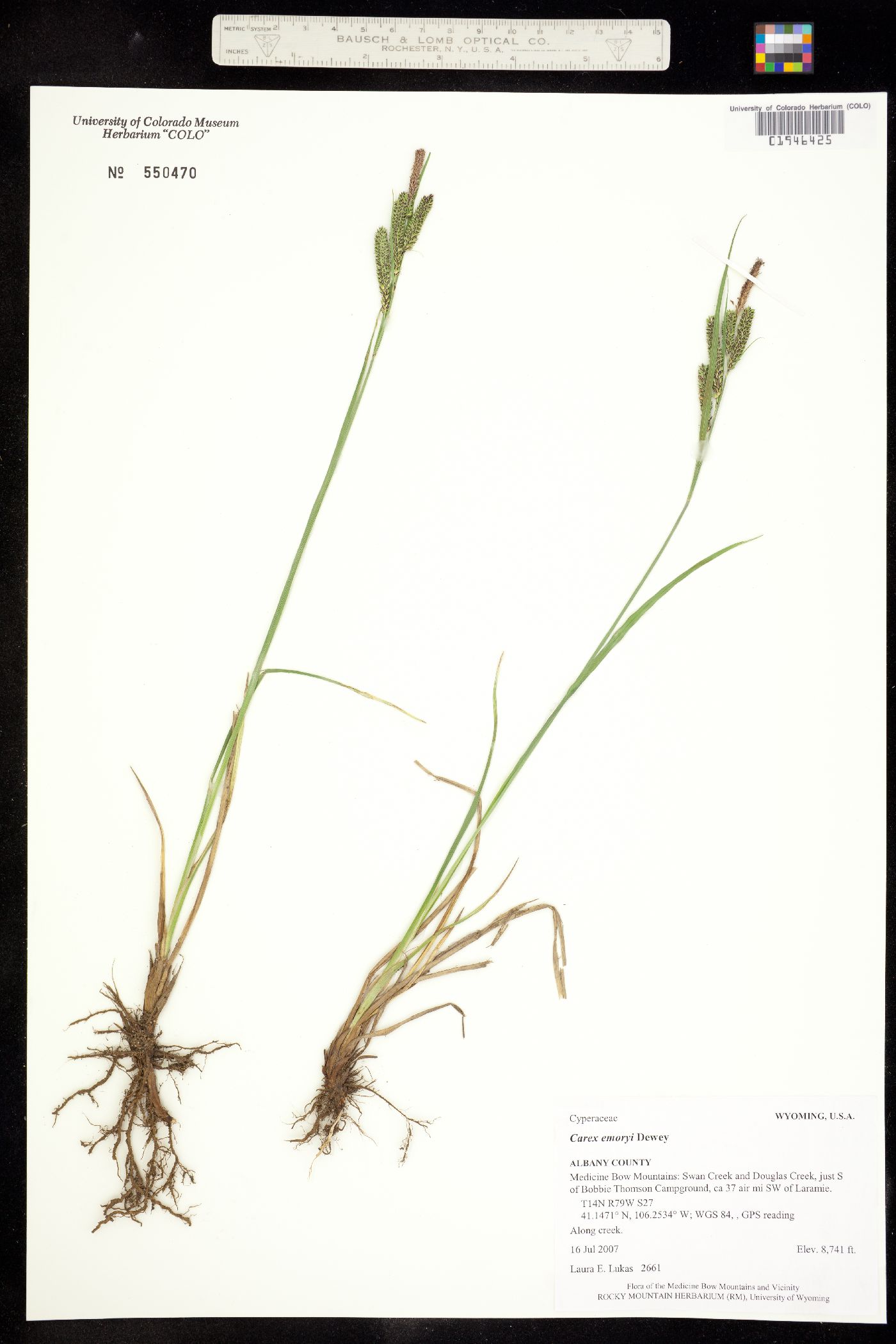 Carex emoryi image