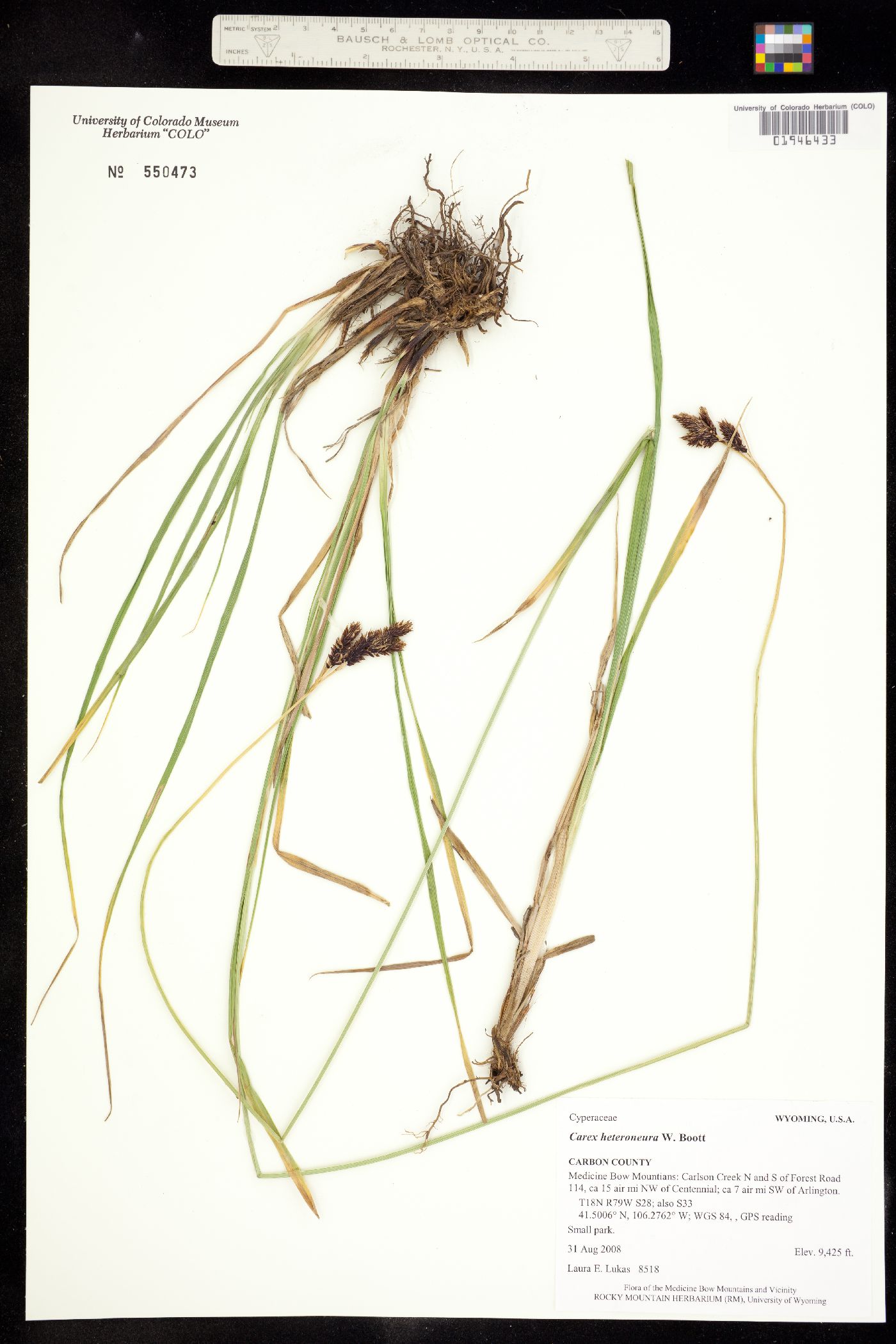 Carex heteroneura image