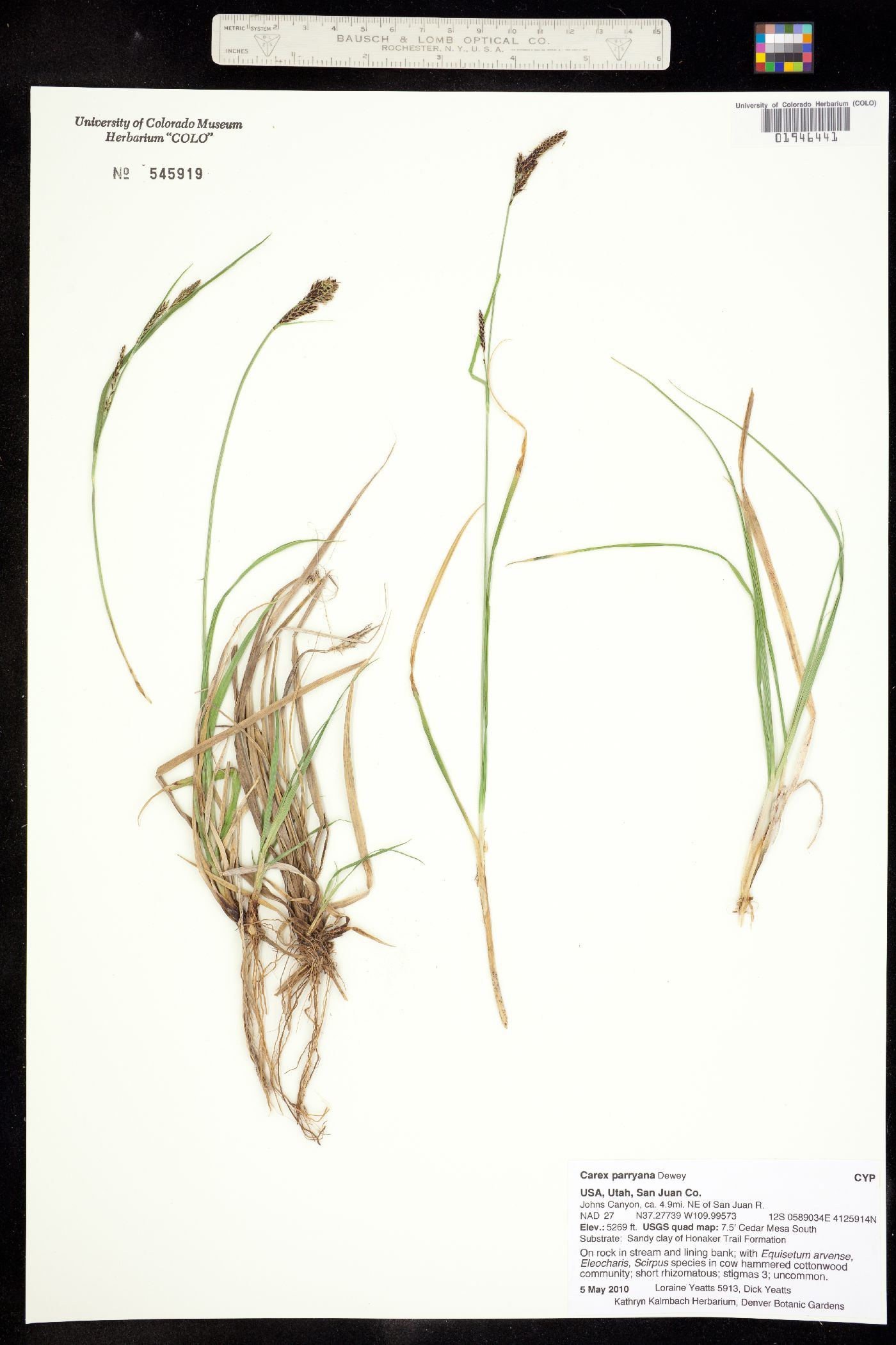 Carex parryana image