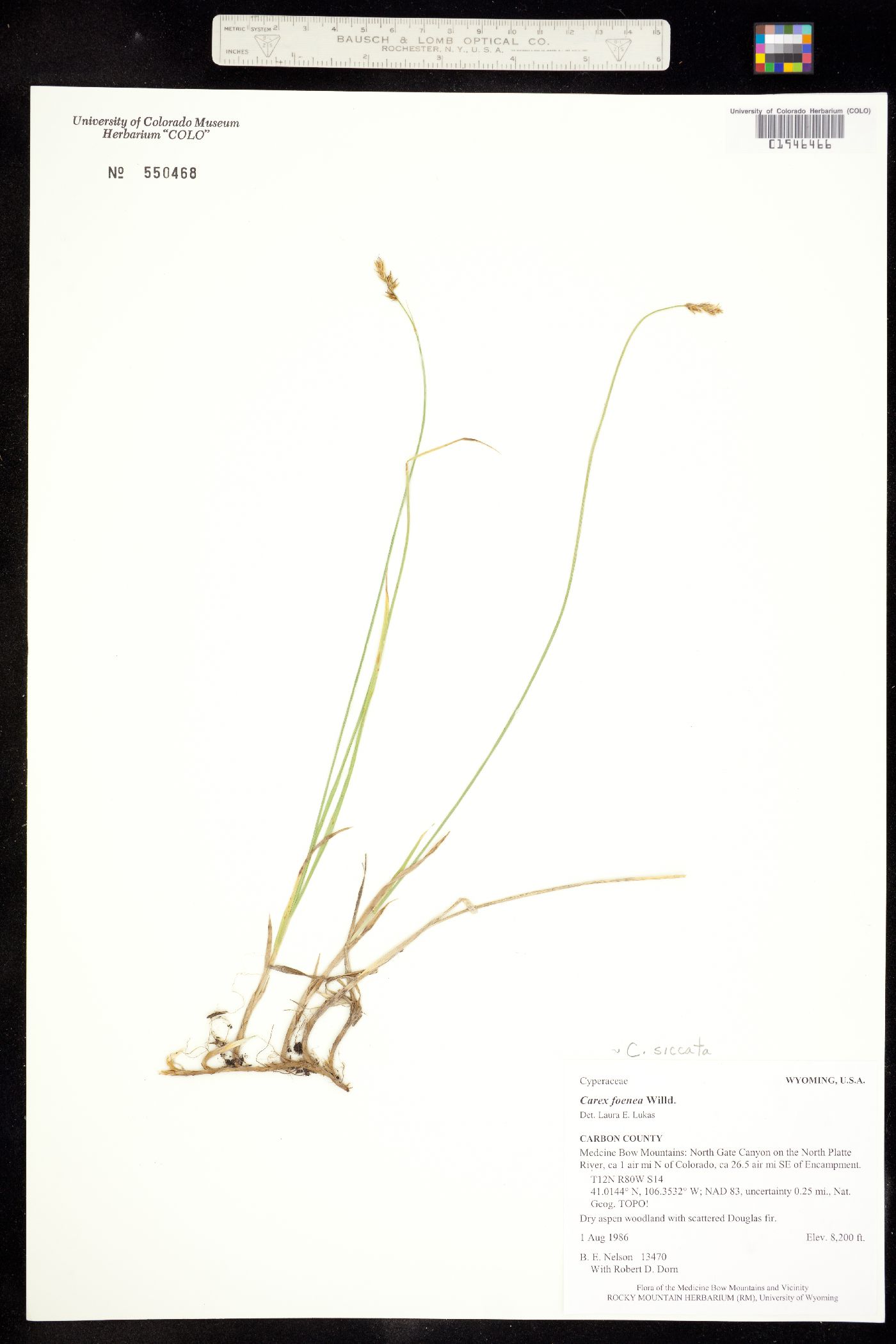 Carex siccata image