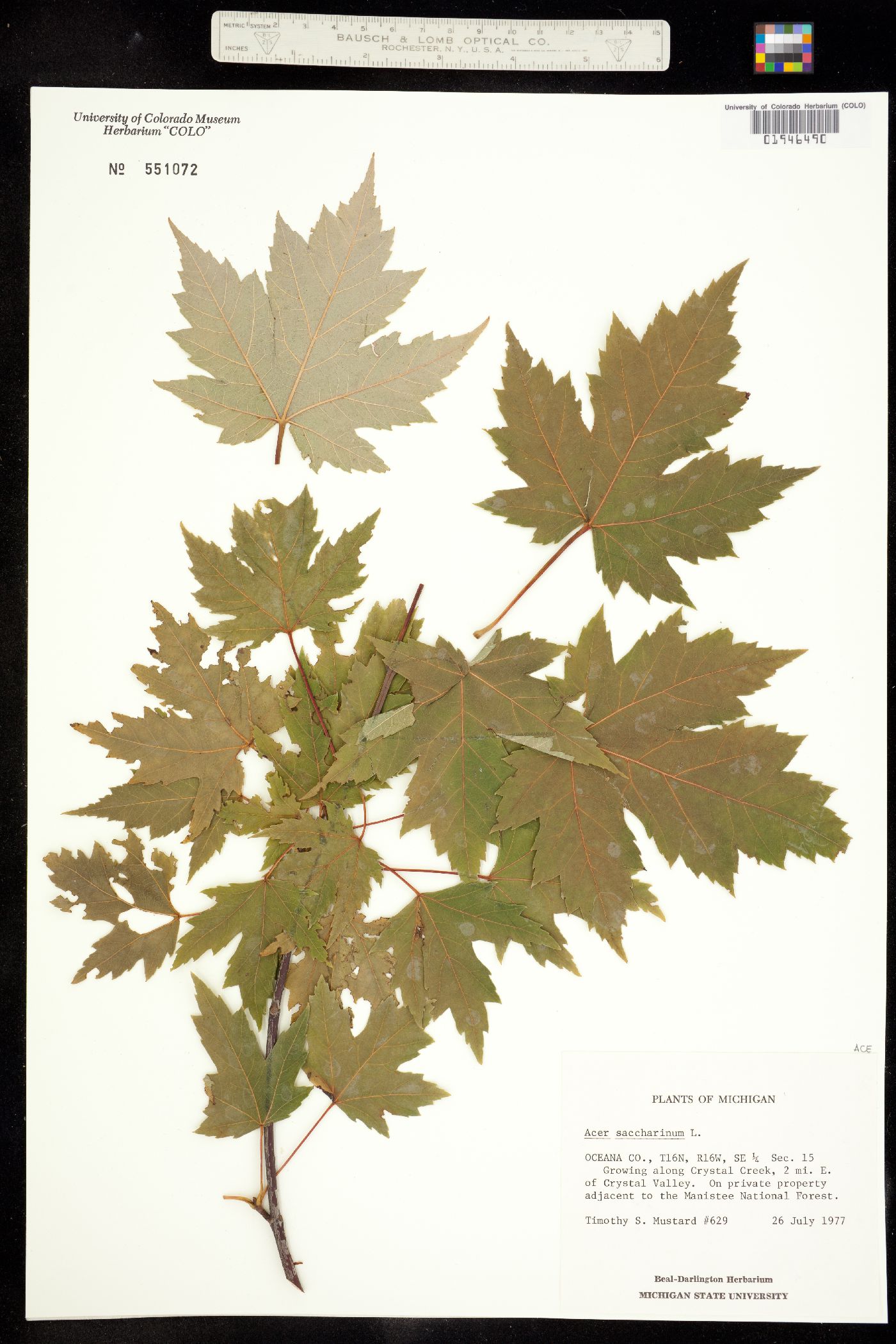 Acer saccharinum image