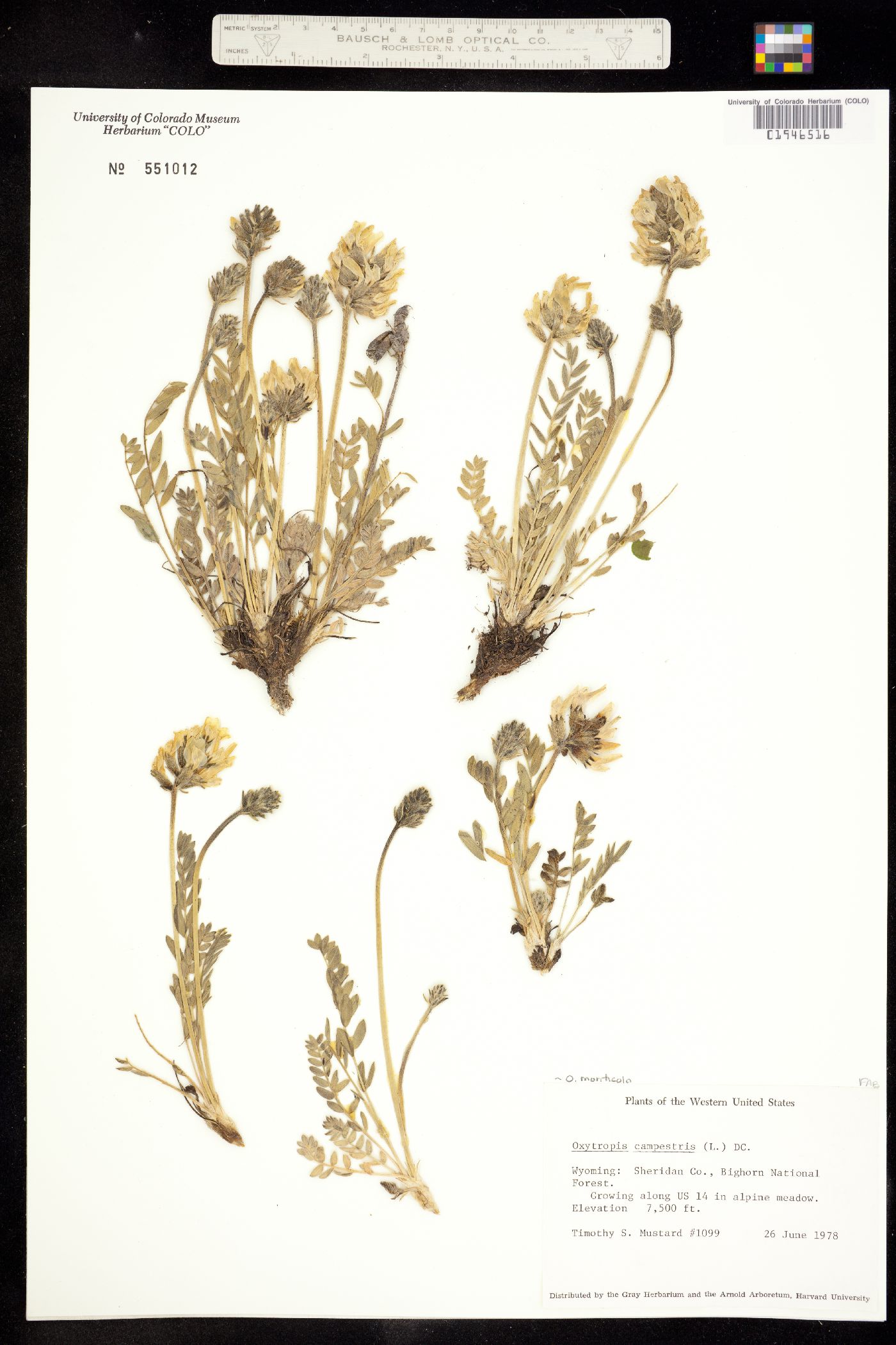 Oxytropis campestris var. spicata image