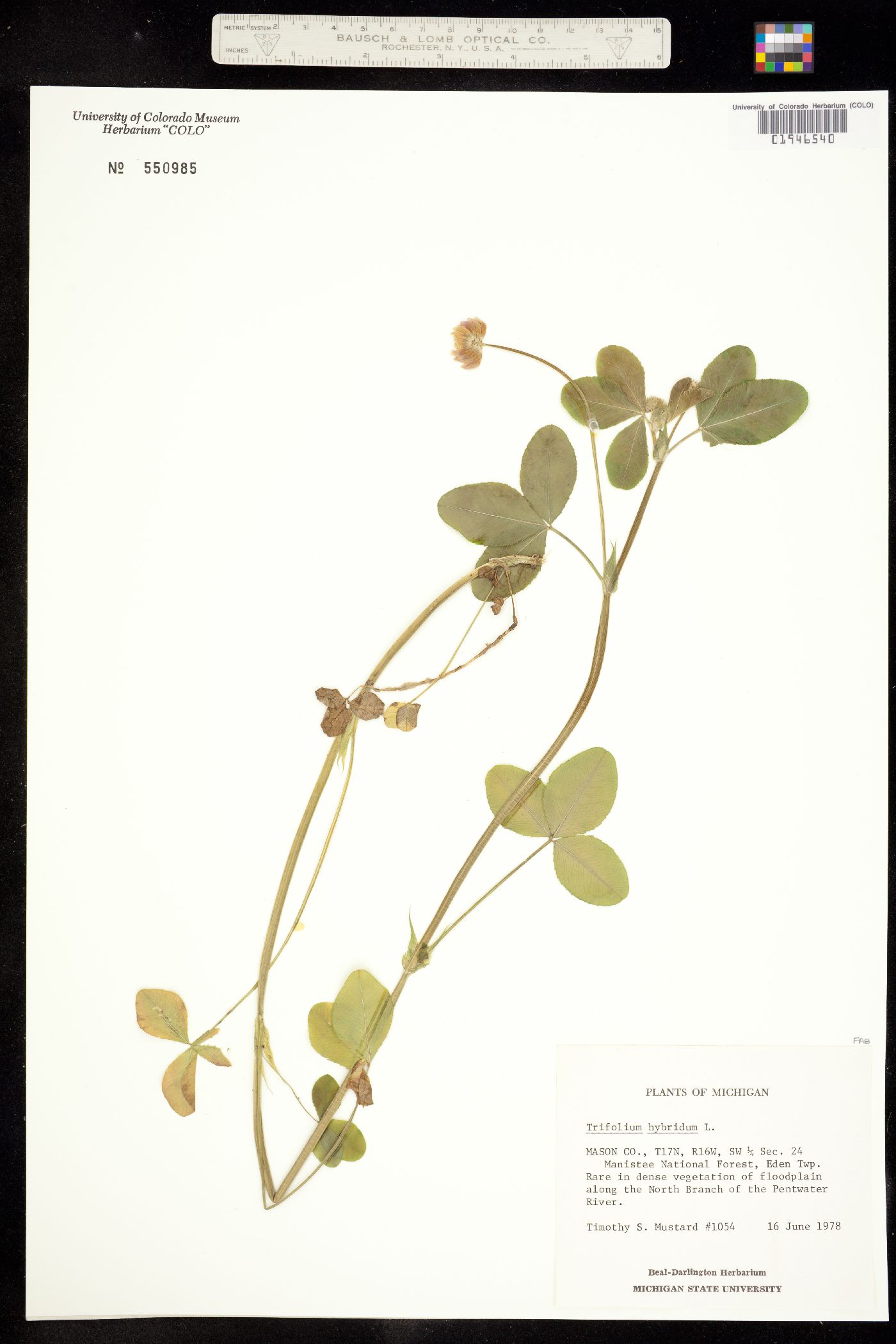 Trifolium hybridum image