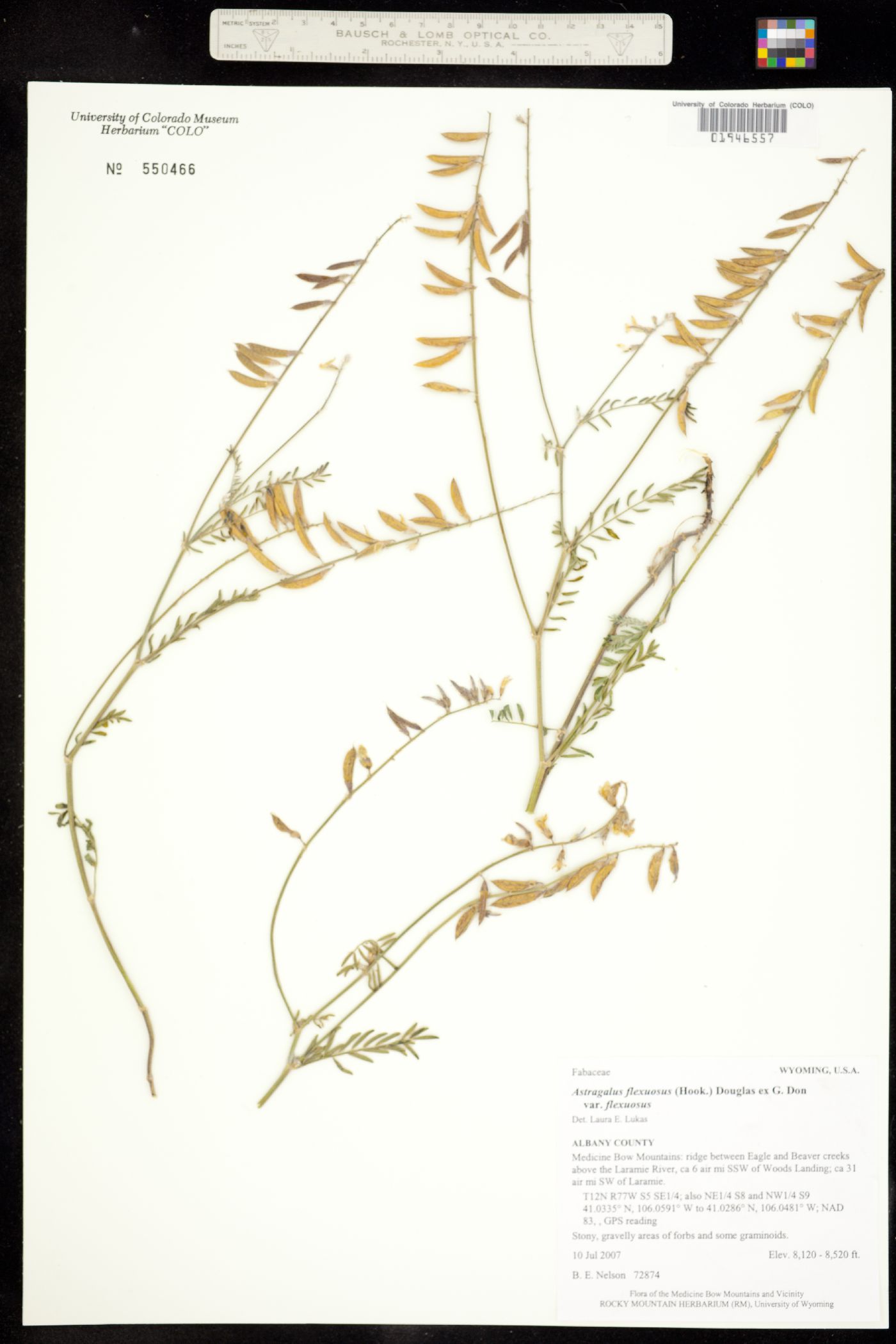 Astragalus flexuosus image