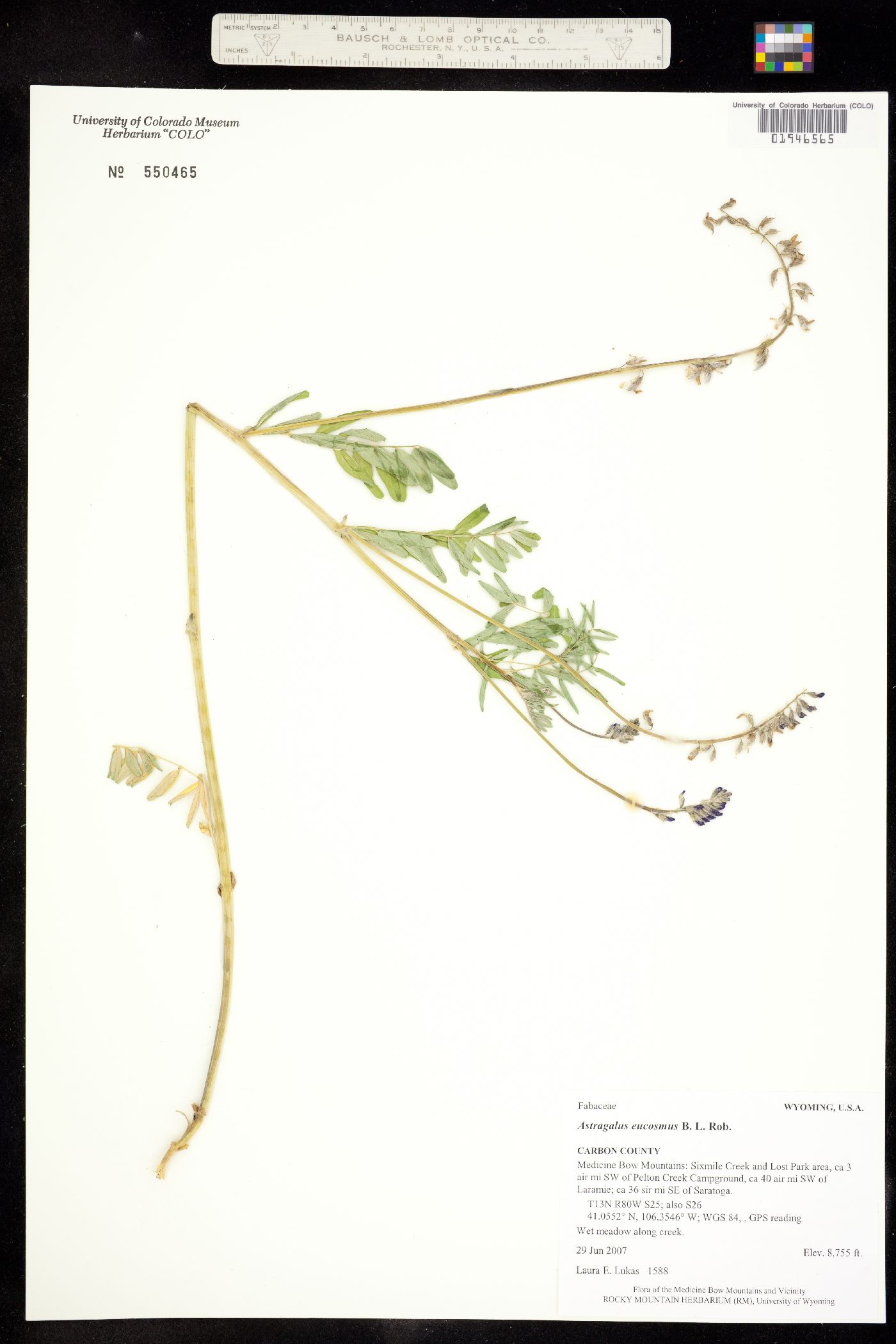 Astragalus eucosmus image