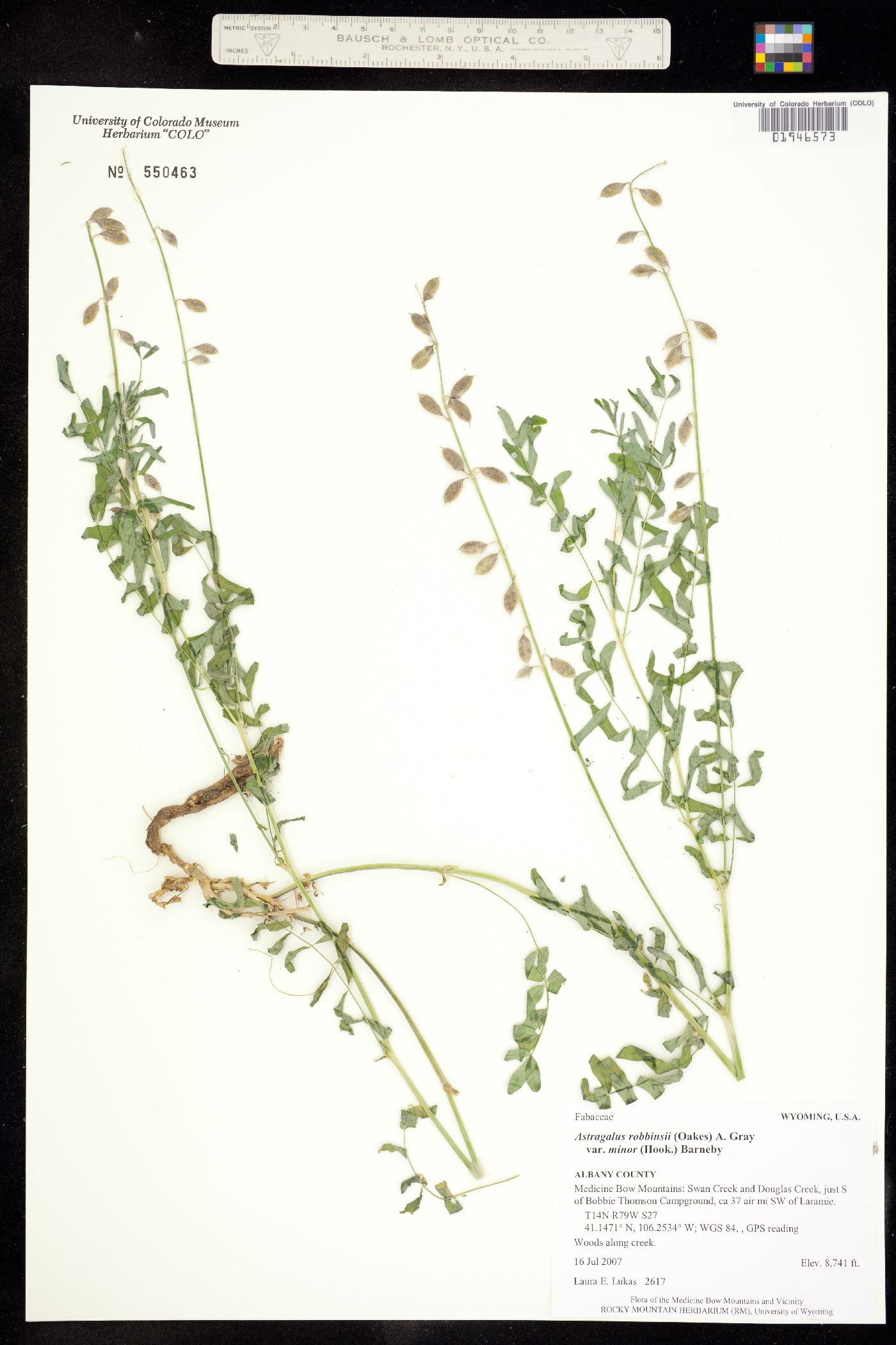 Astragalus robbinsii var. minor image