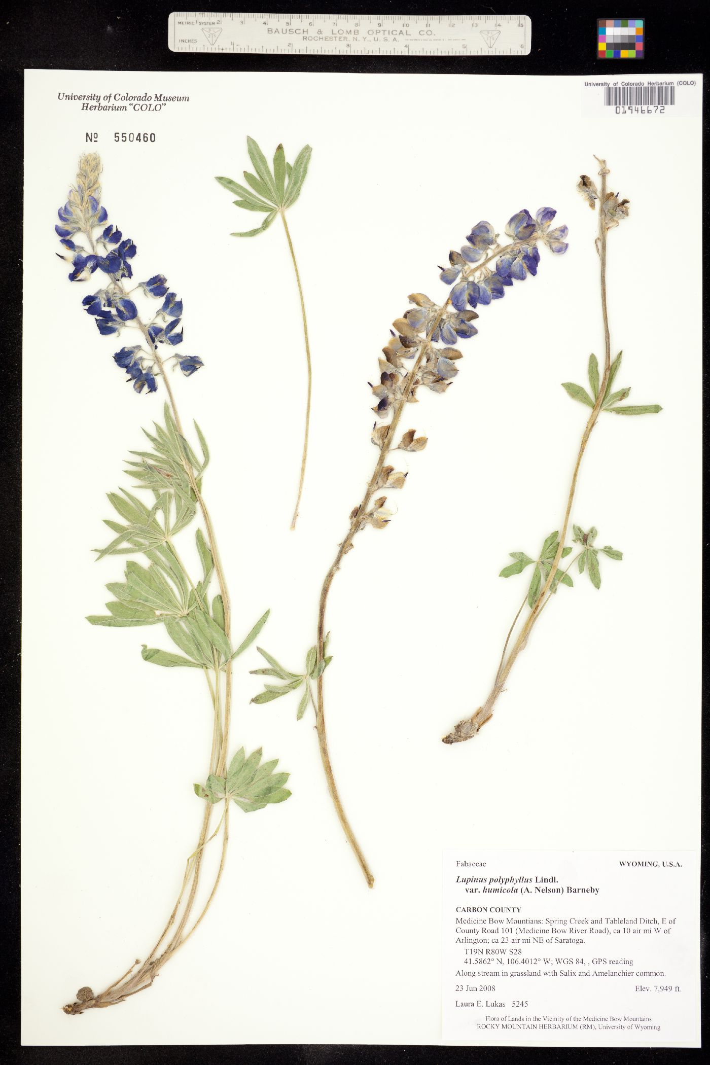 Lupinus polyphyllus image
