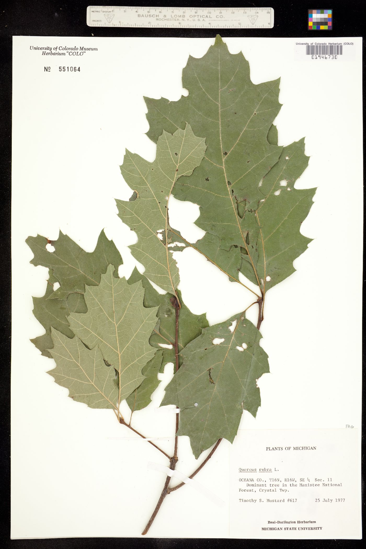 Quercus rubra image