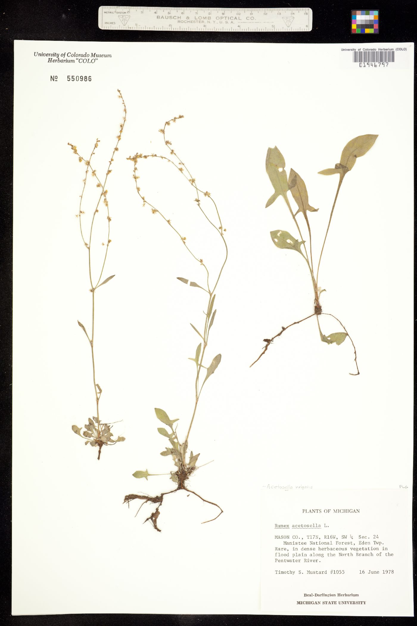 Rumex acetosella image