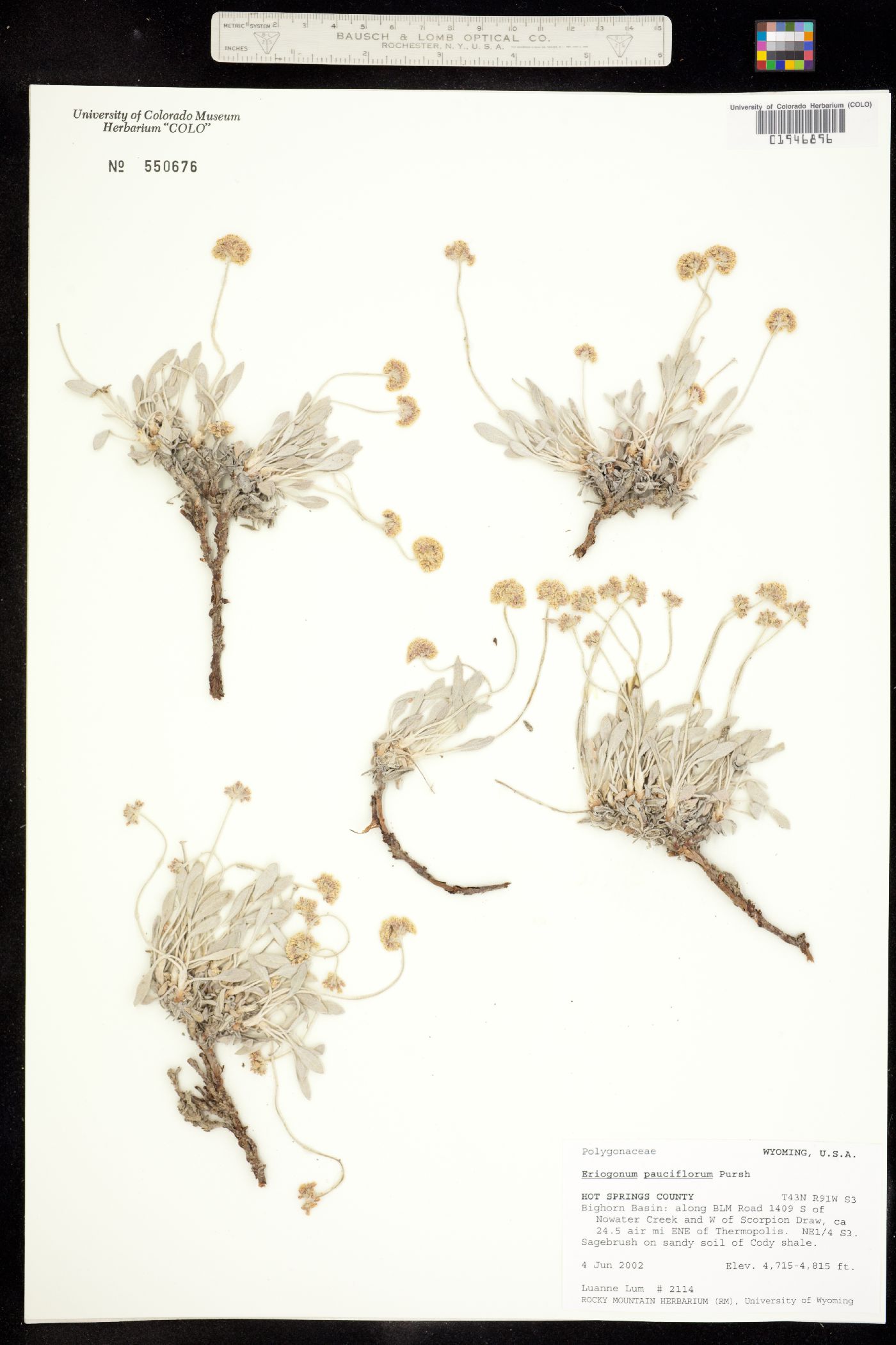 Eriogonum pauciflorum image