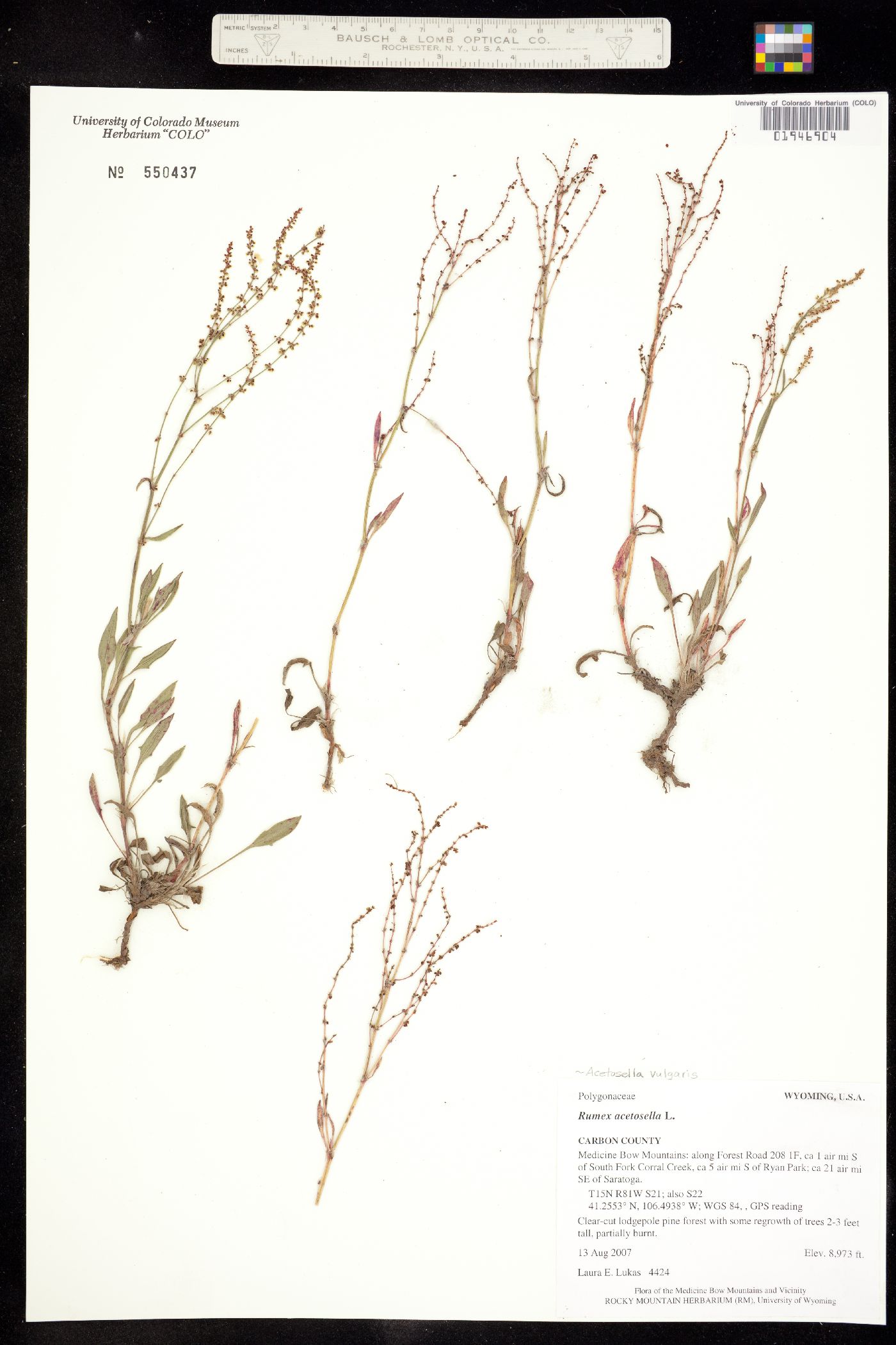 Rumex acetosella image